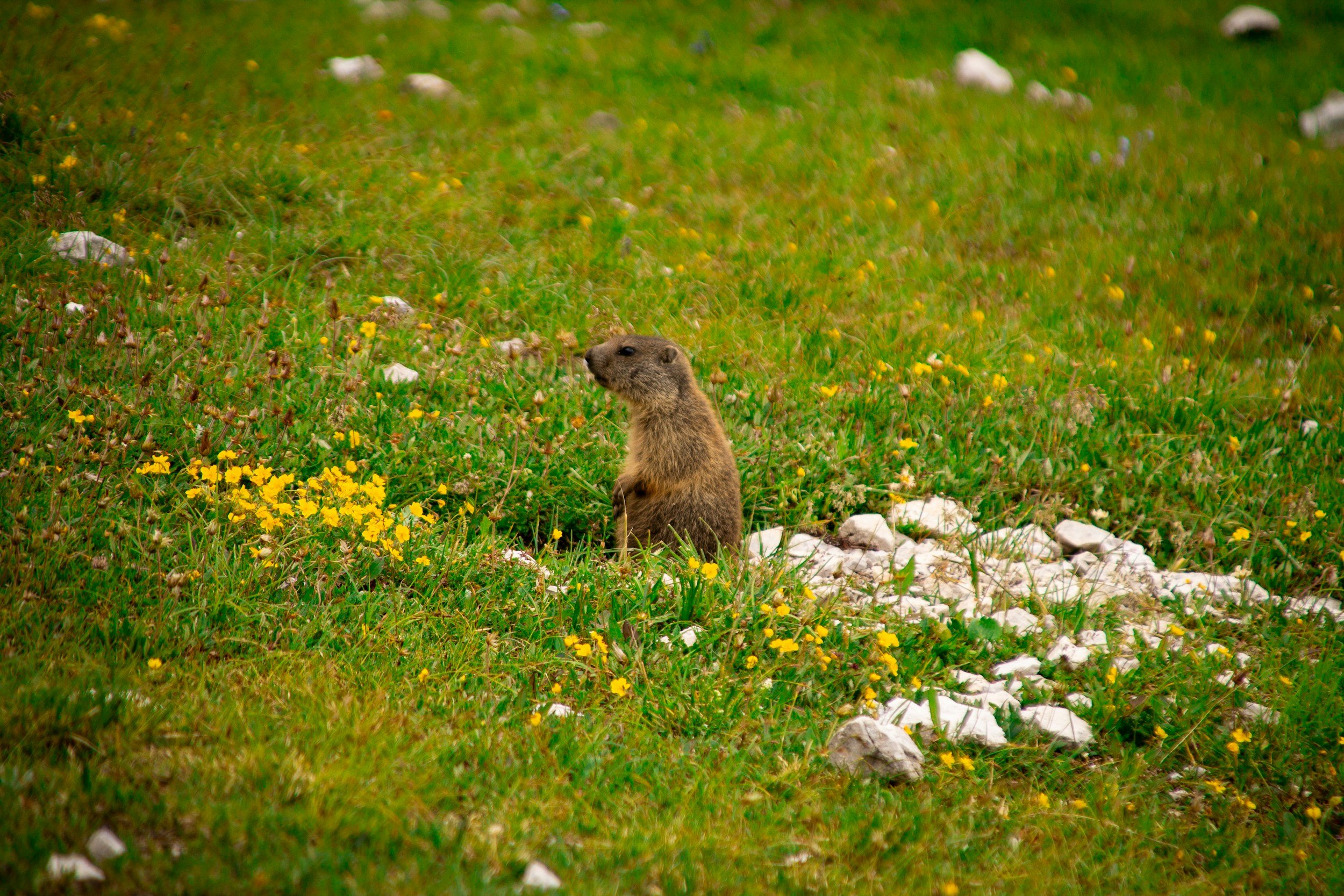 Our Wild Neighbors