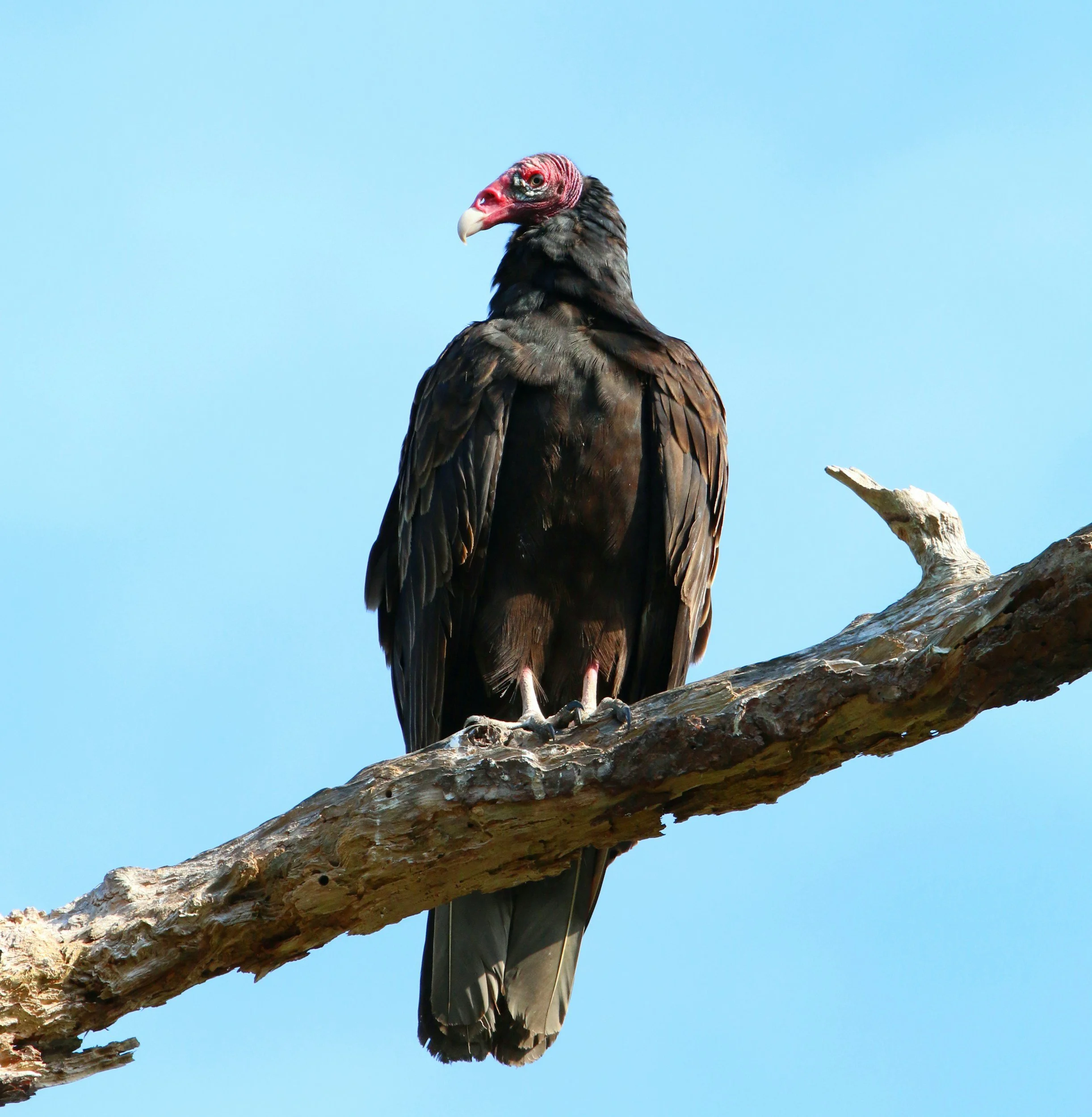 Vulture Appreciation Day