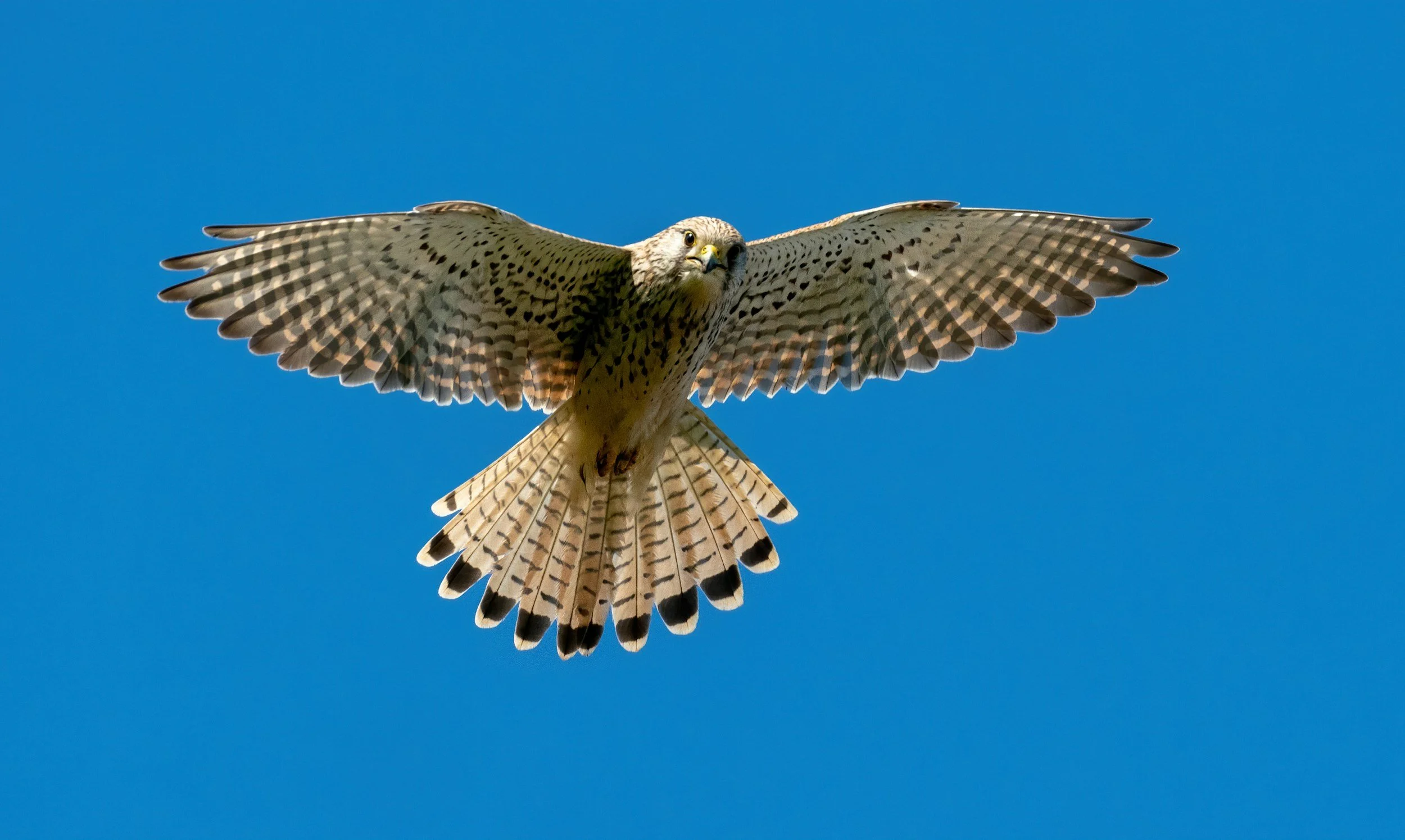 Silver Foxes: Hovering Hunters 