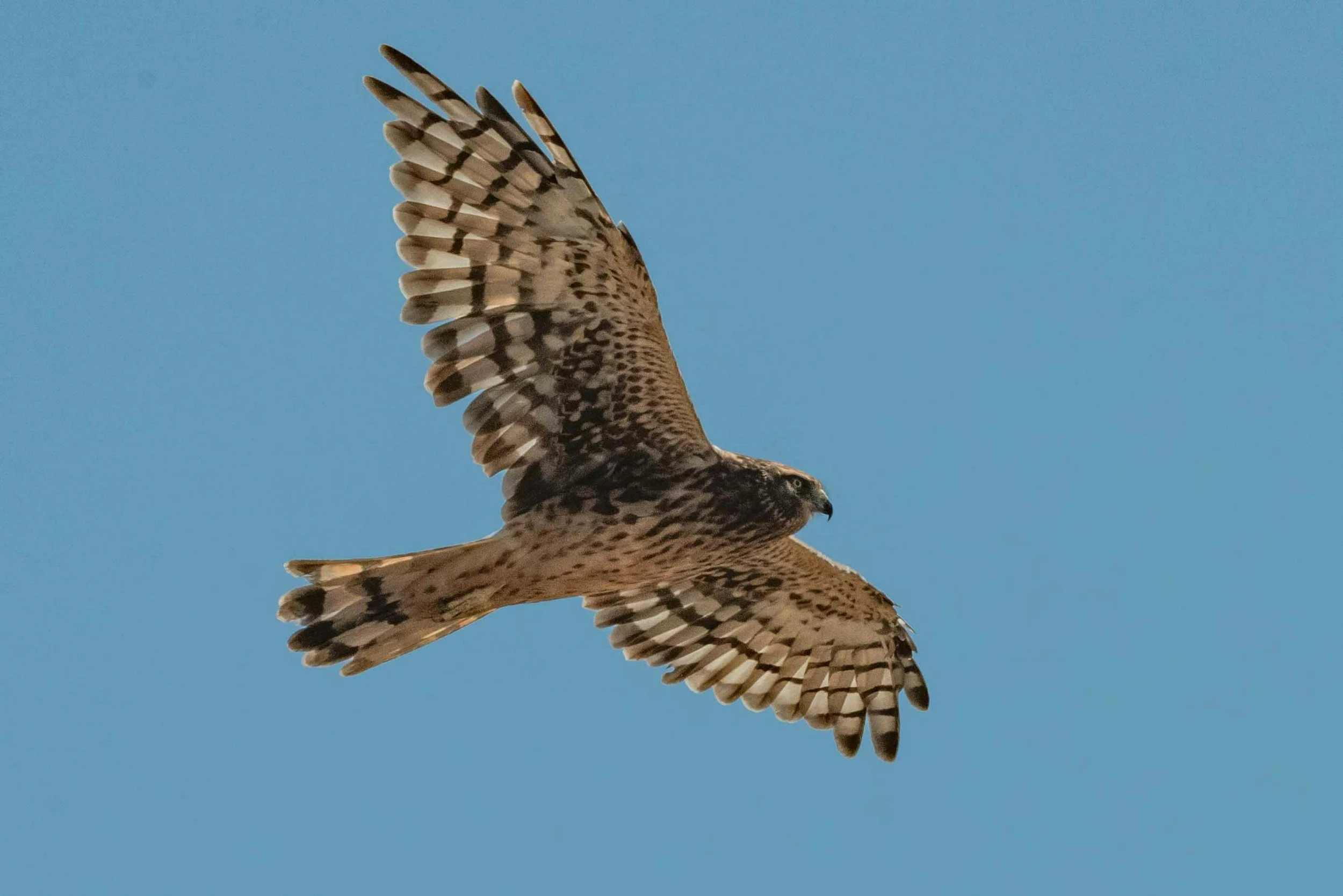 Hawk Watch at Warren Dunes 