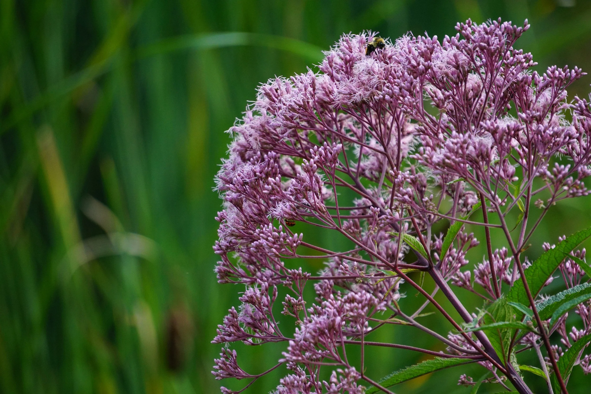 Wetland Wildflower Walk