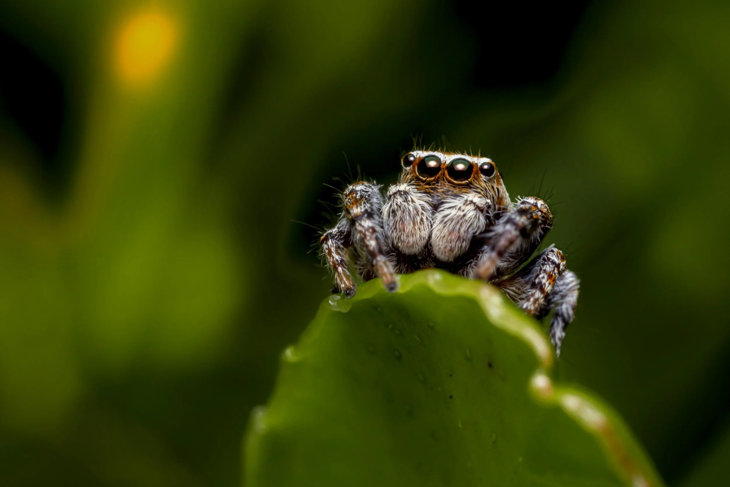 Silver Foxes: Spiders
