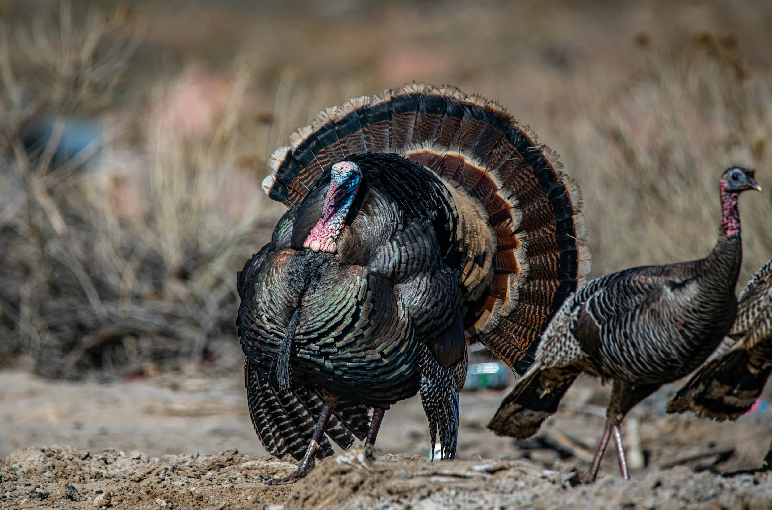 Silver Foxes: Turkey and Game Birds