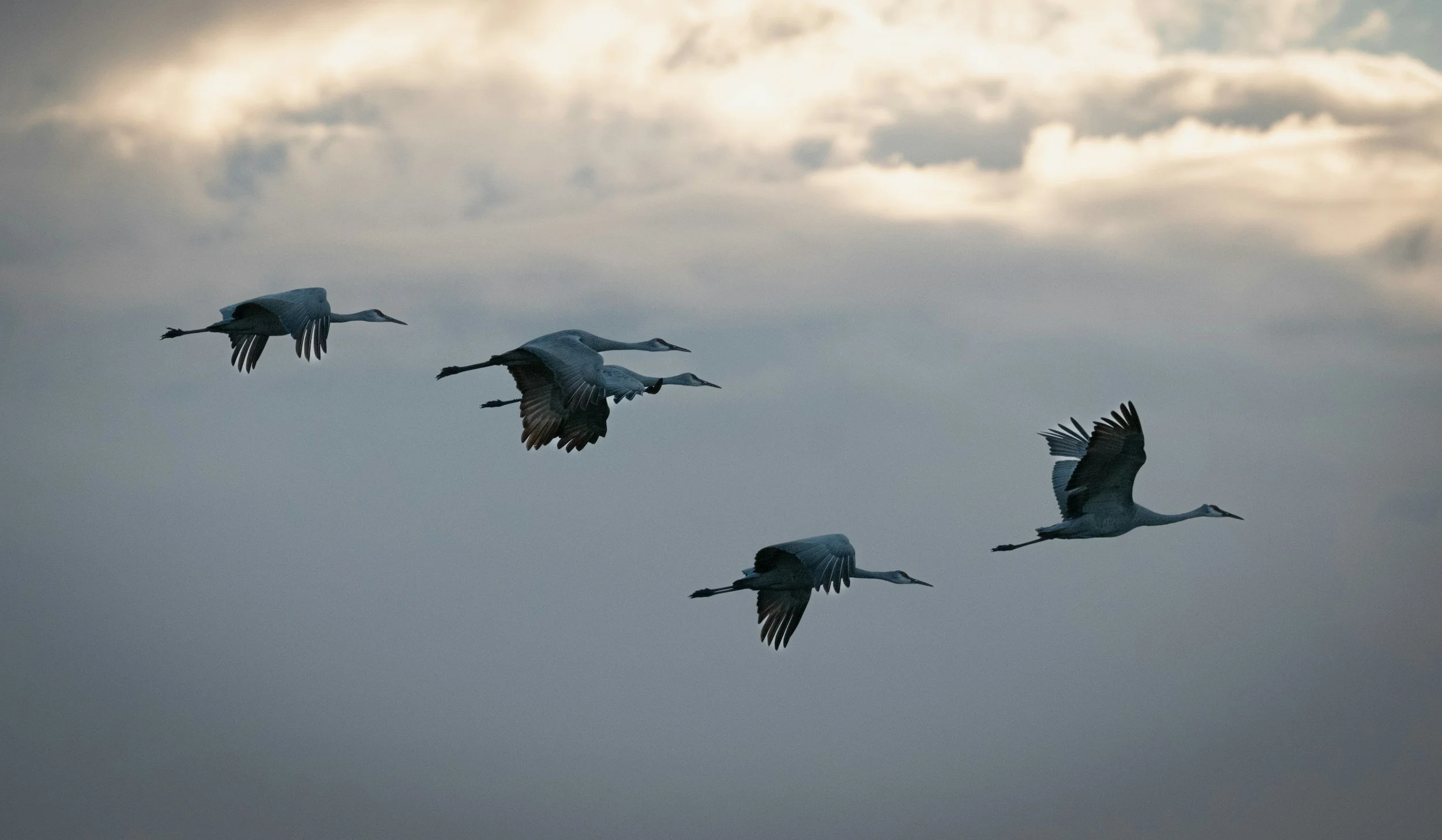 Big Bird Gathering