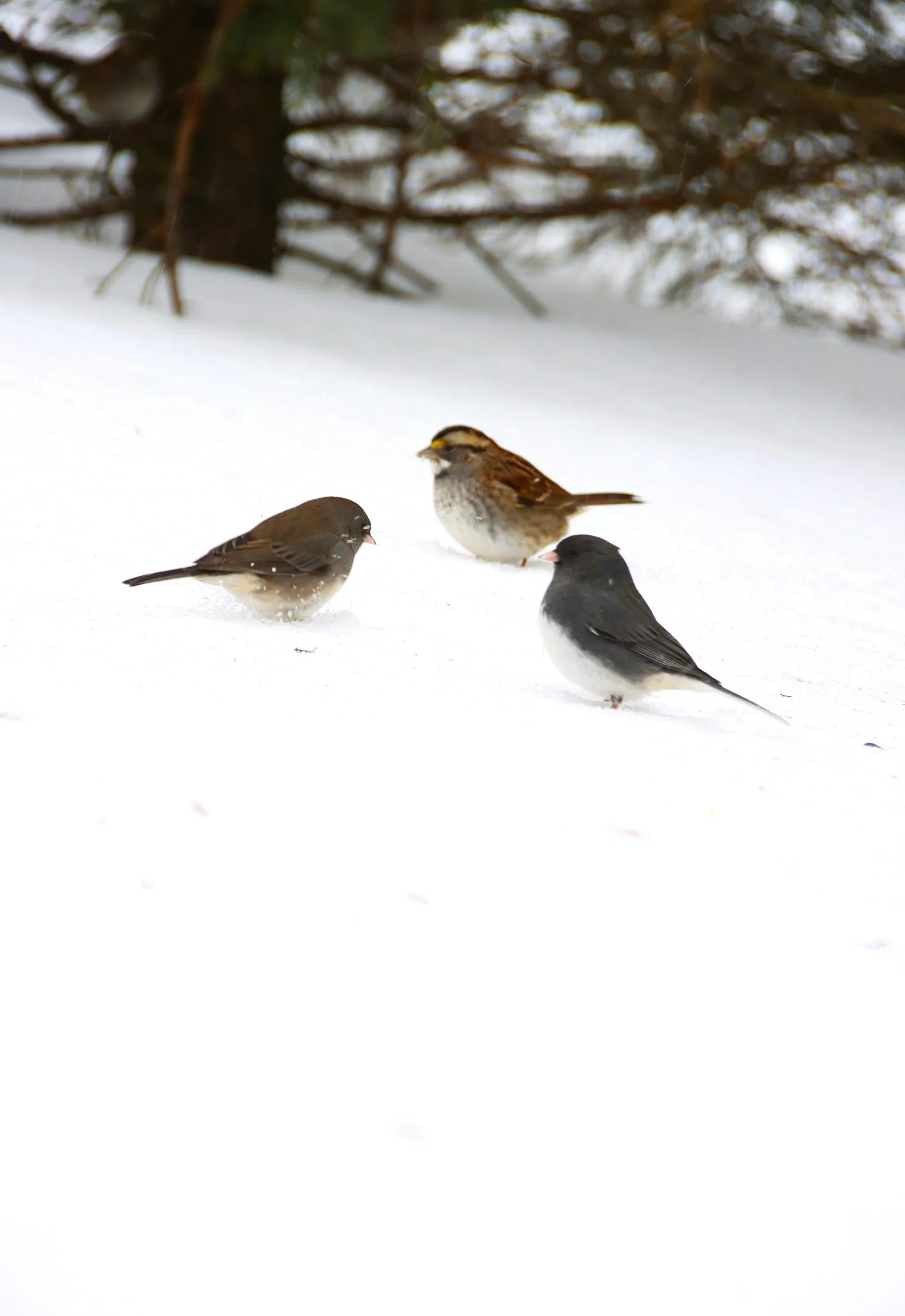 Cass County Annual Audubon Christmas Bird Counts