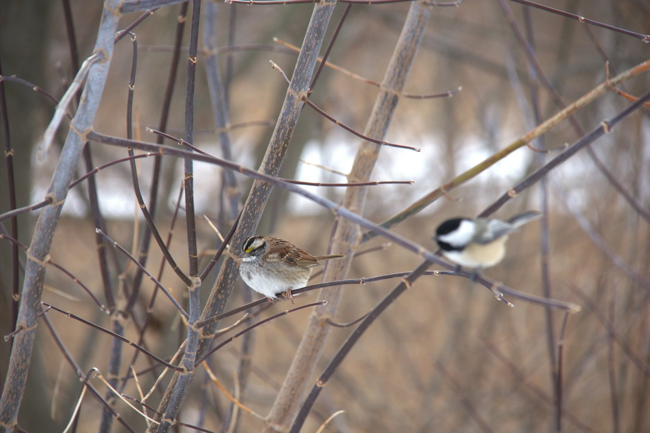 Coloma Annual Audubon Christmas Bird Count