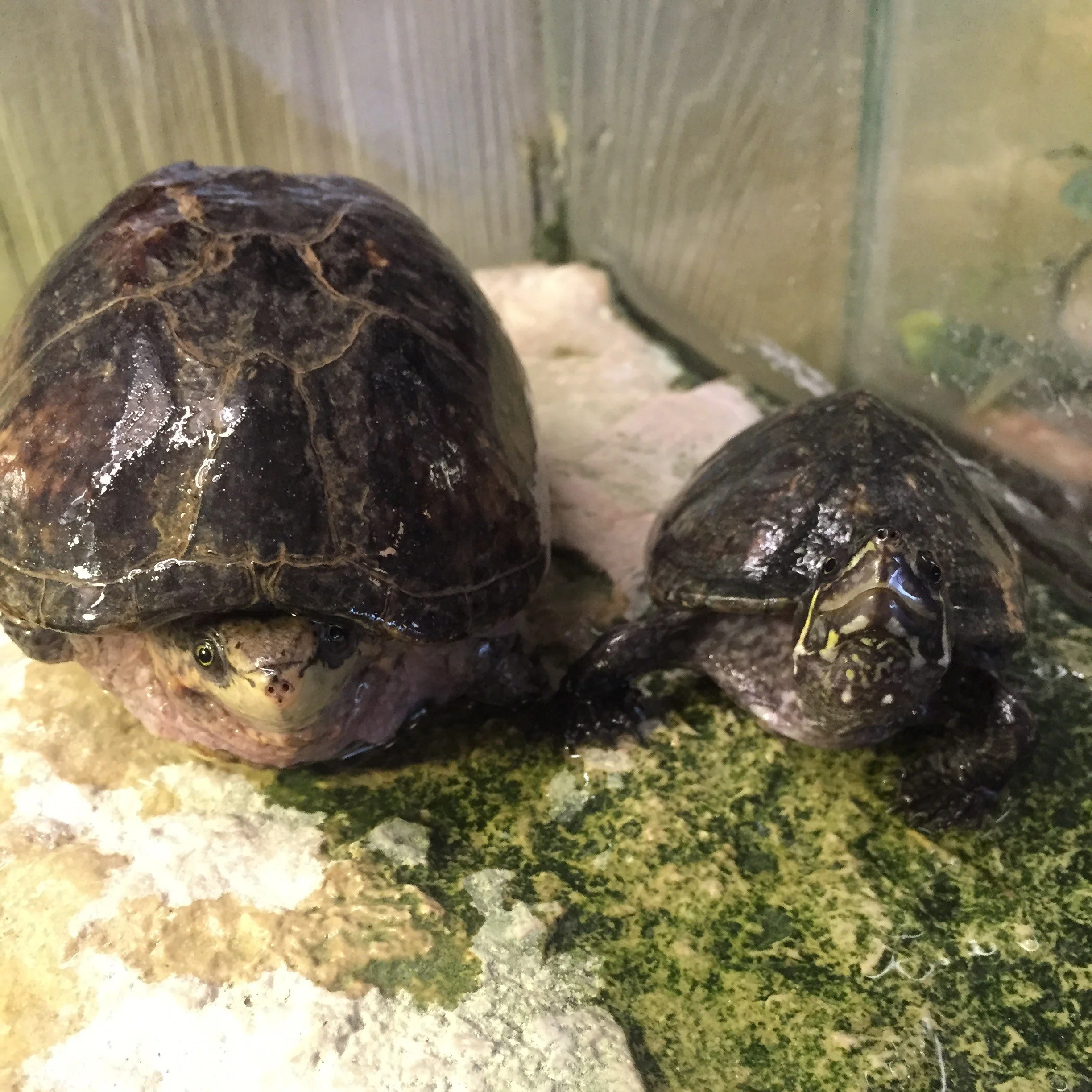 Musk Turtles — Sarett Nature Center