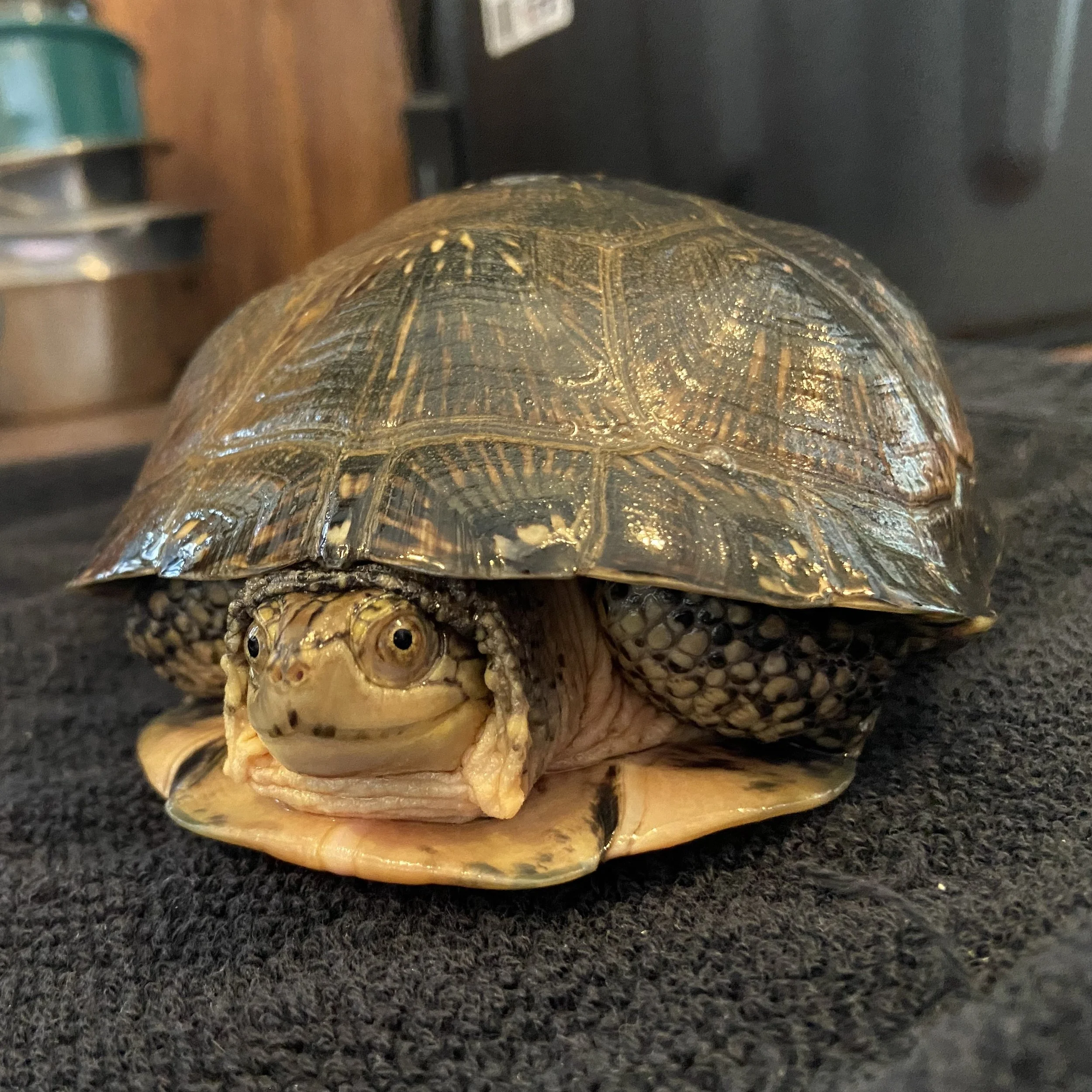 Blanding's Turtle — Sarett Nature Center
