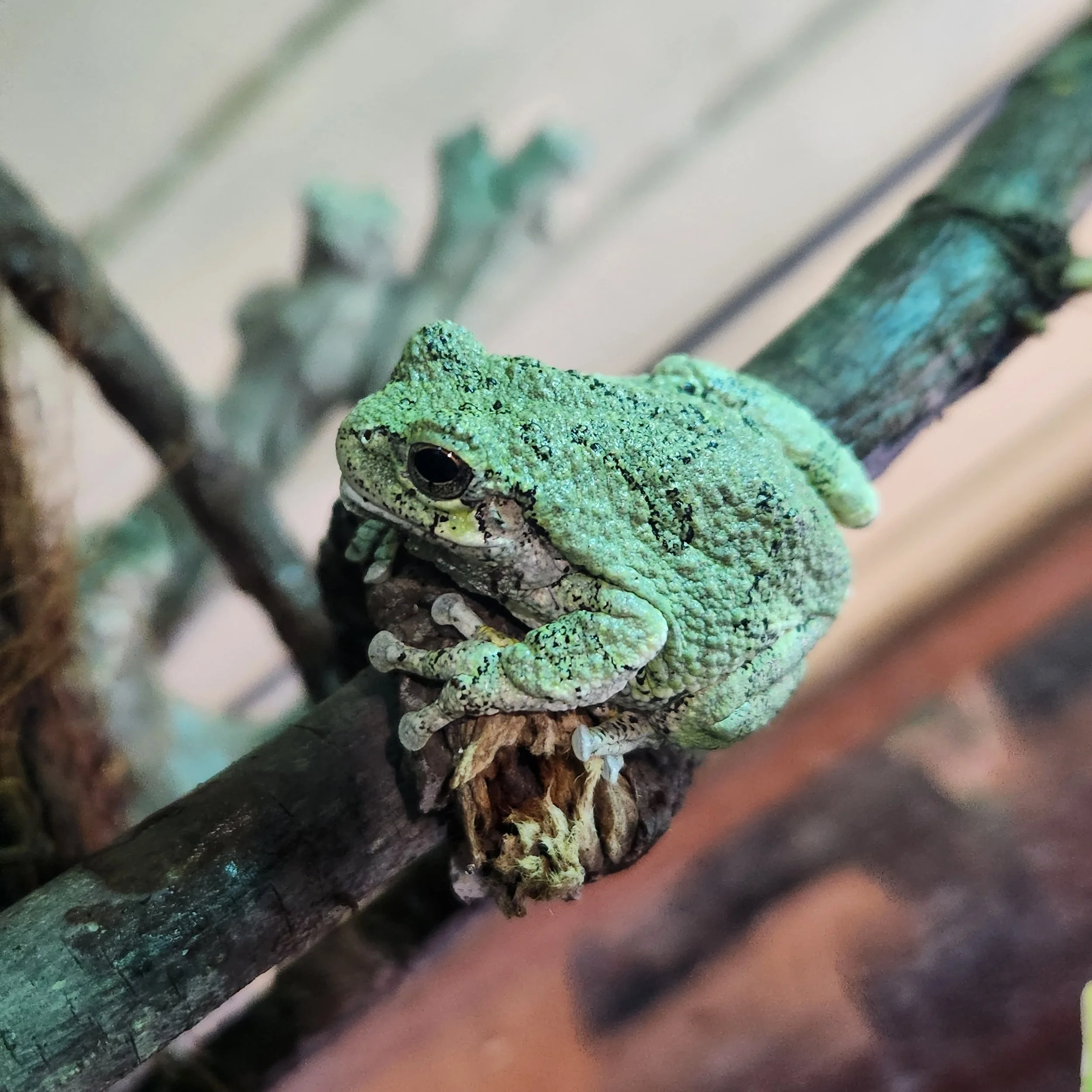 Tree Frogs — Sarett Nature Center