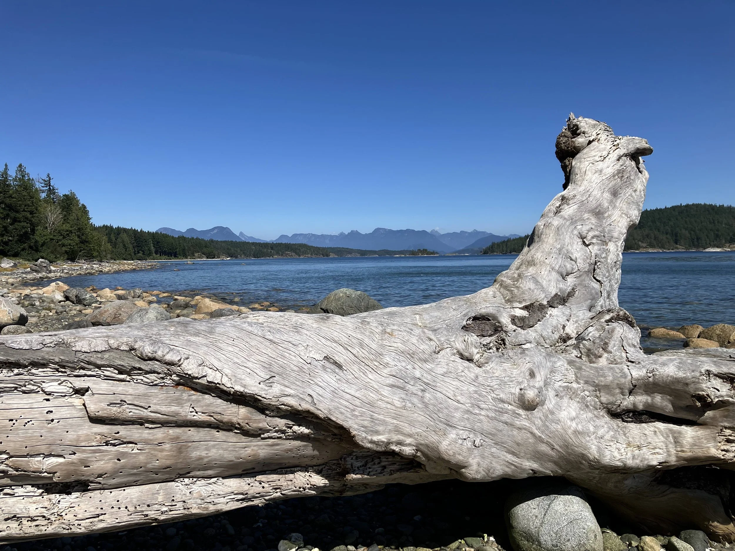 The Once-Trees of Cortes Island