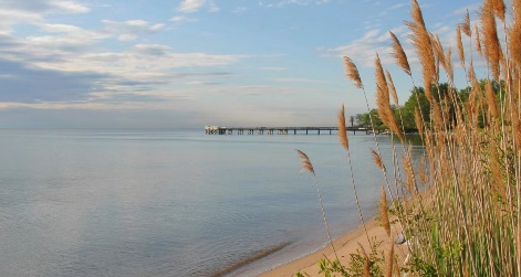 Image of a pier over a body of water and a shoreline with trees and grasses