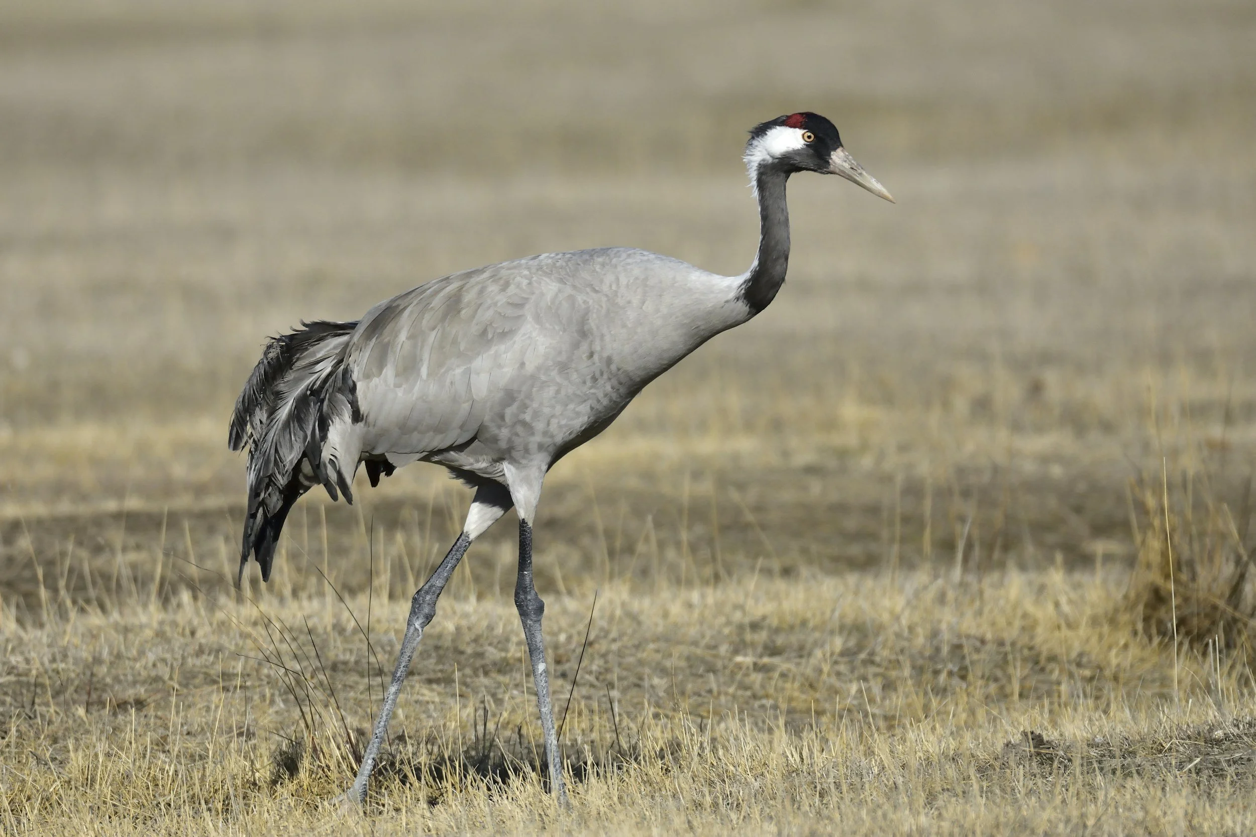 a eurasian crane in a grassy field.