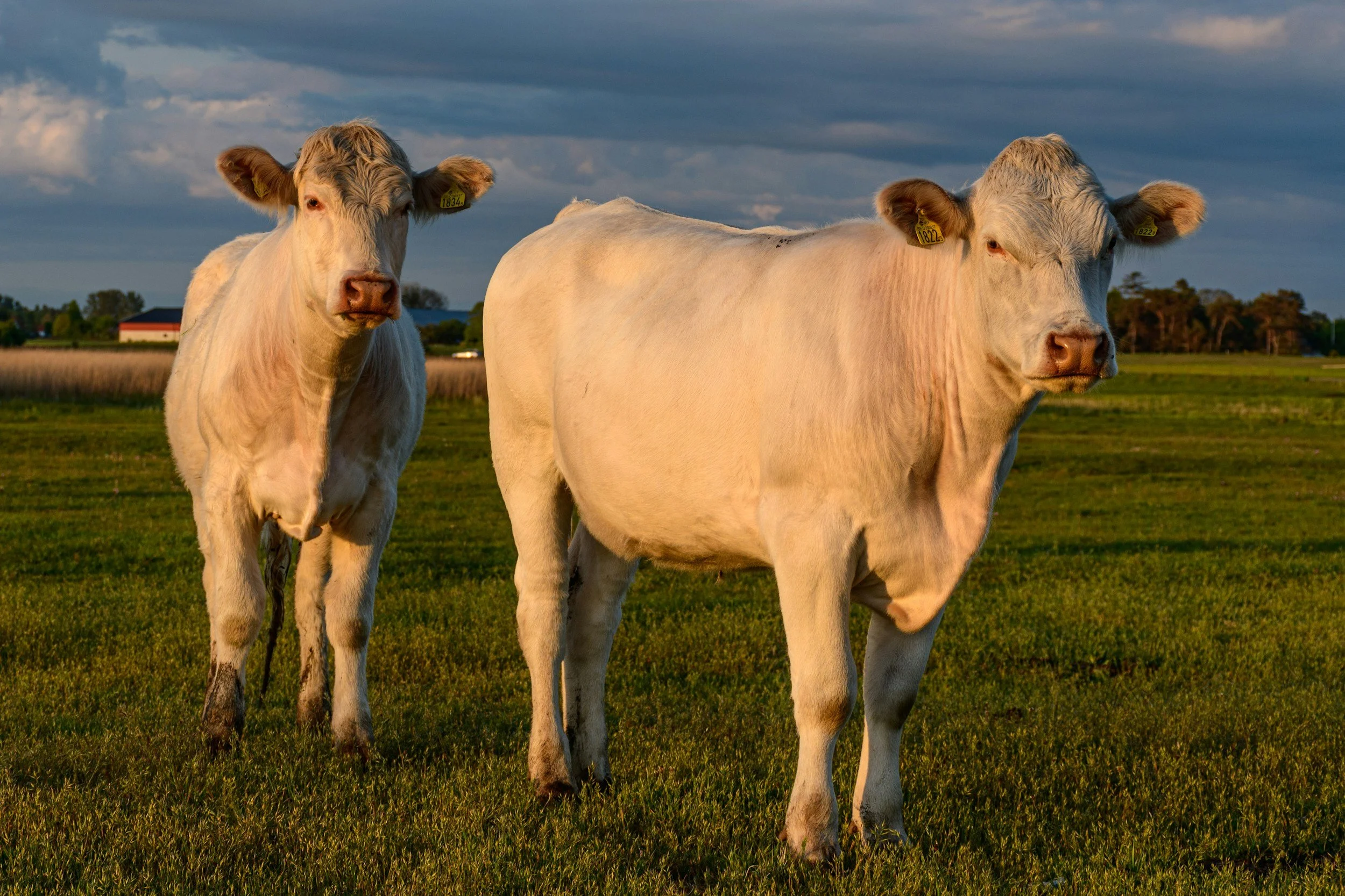 two white cows in a grassy field.