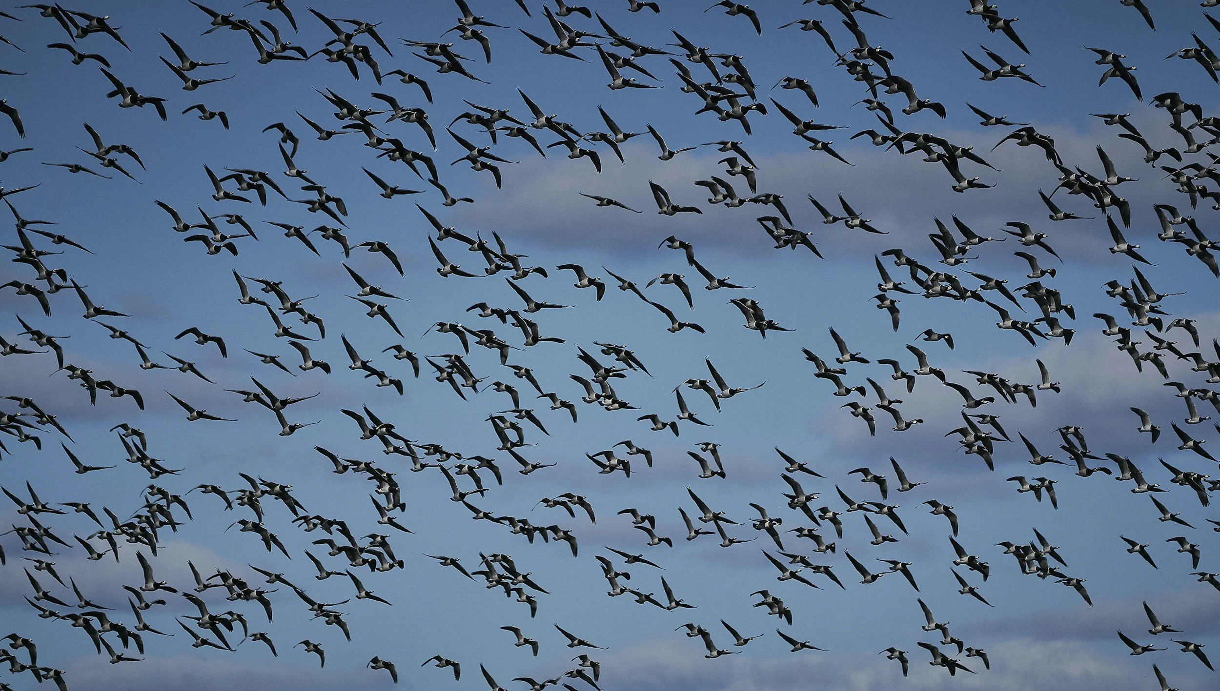 a flock of cranes flying through a blue sky.