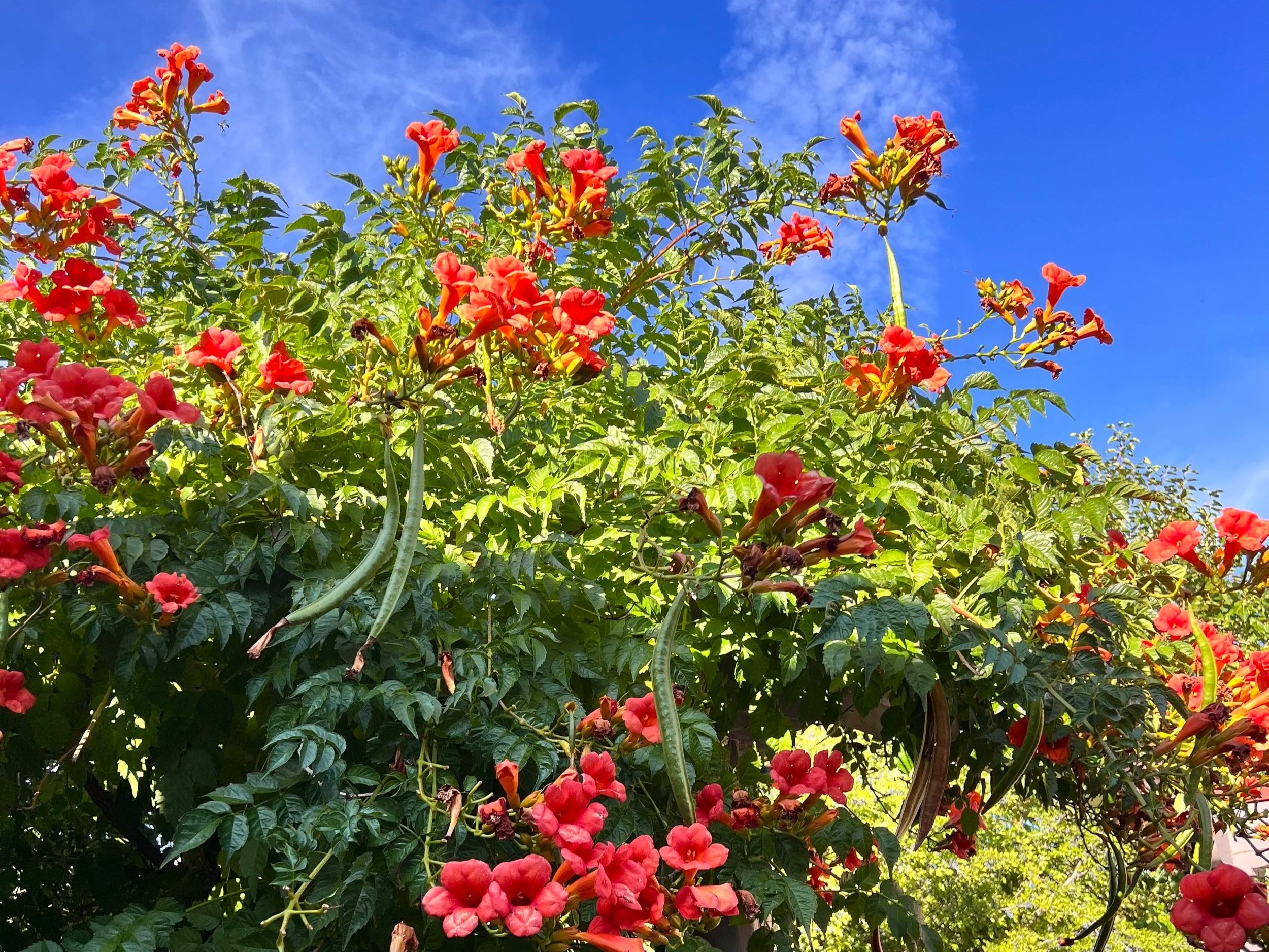 bright red flowers on a shrub.