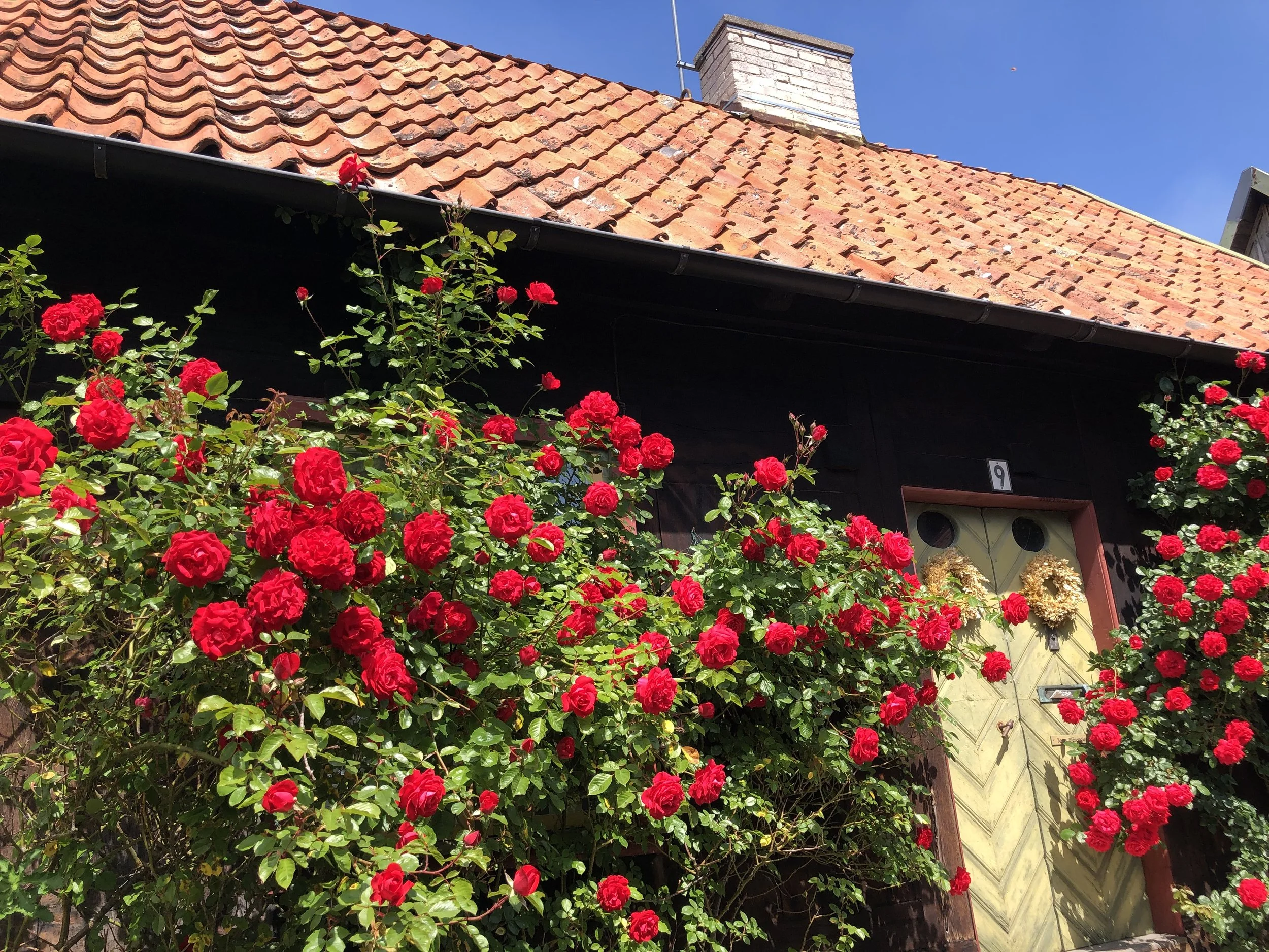 roses on a wall in gotland.