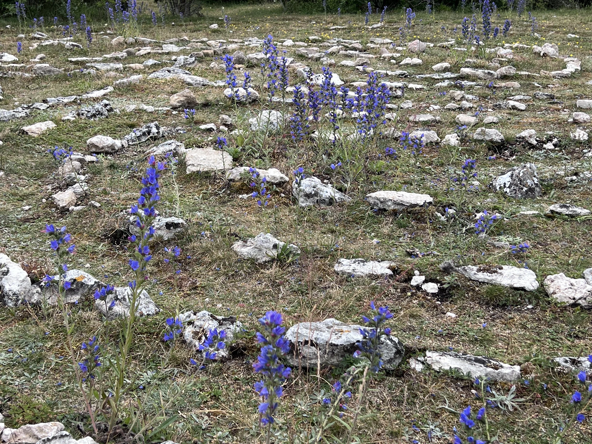 labyrinth stones with purple wildflowers.