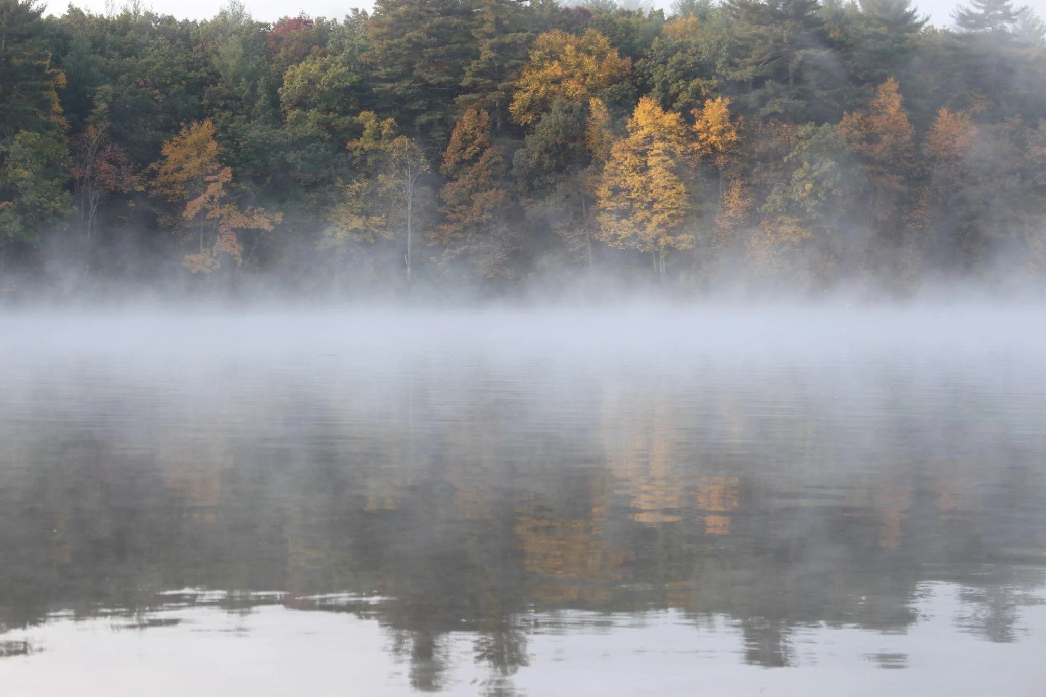 a foggy mist rises over a pond. Trees along the shore are yellow with fall colors.