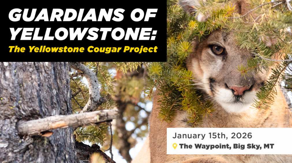 GUARDIANS OF YELLOWSTONE