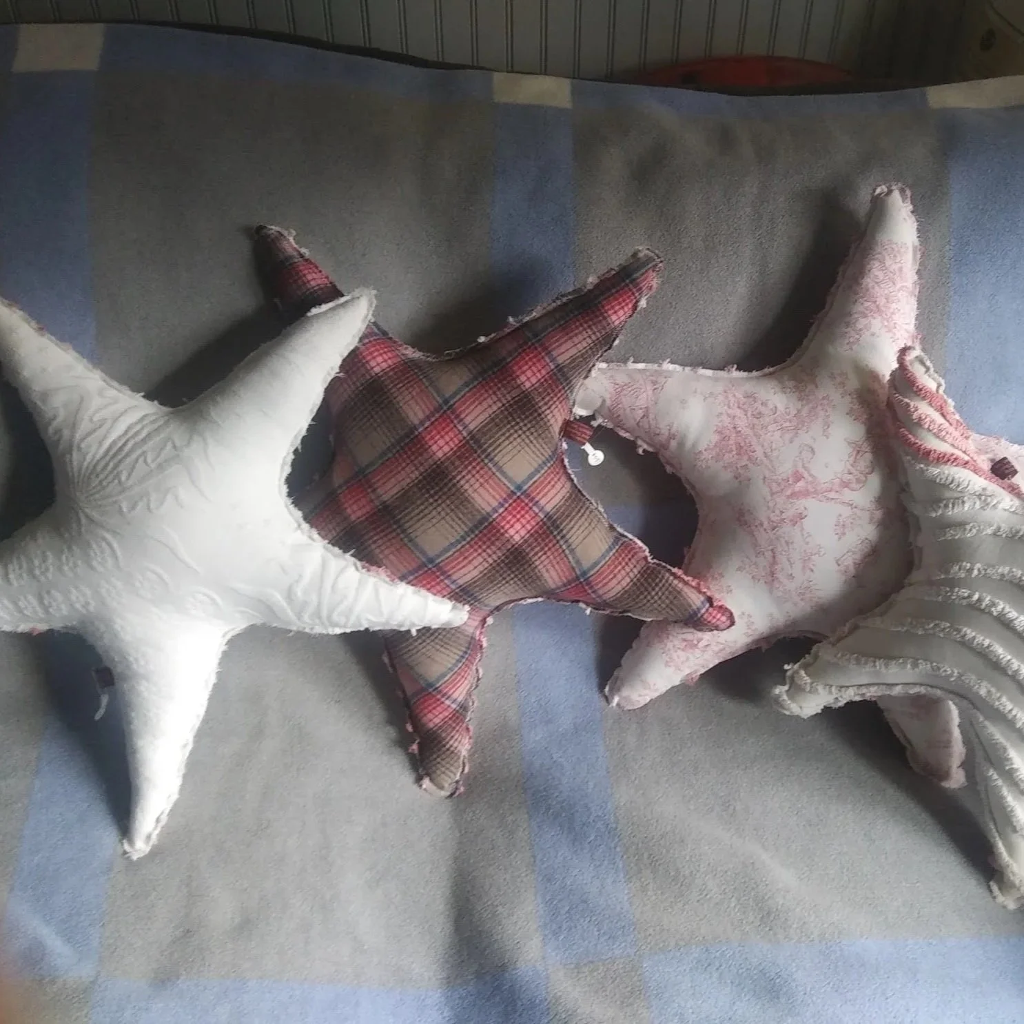 starfish+3.jpg