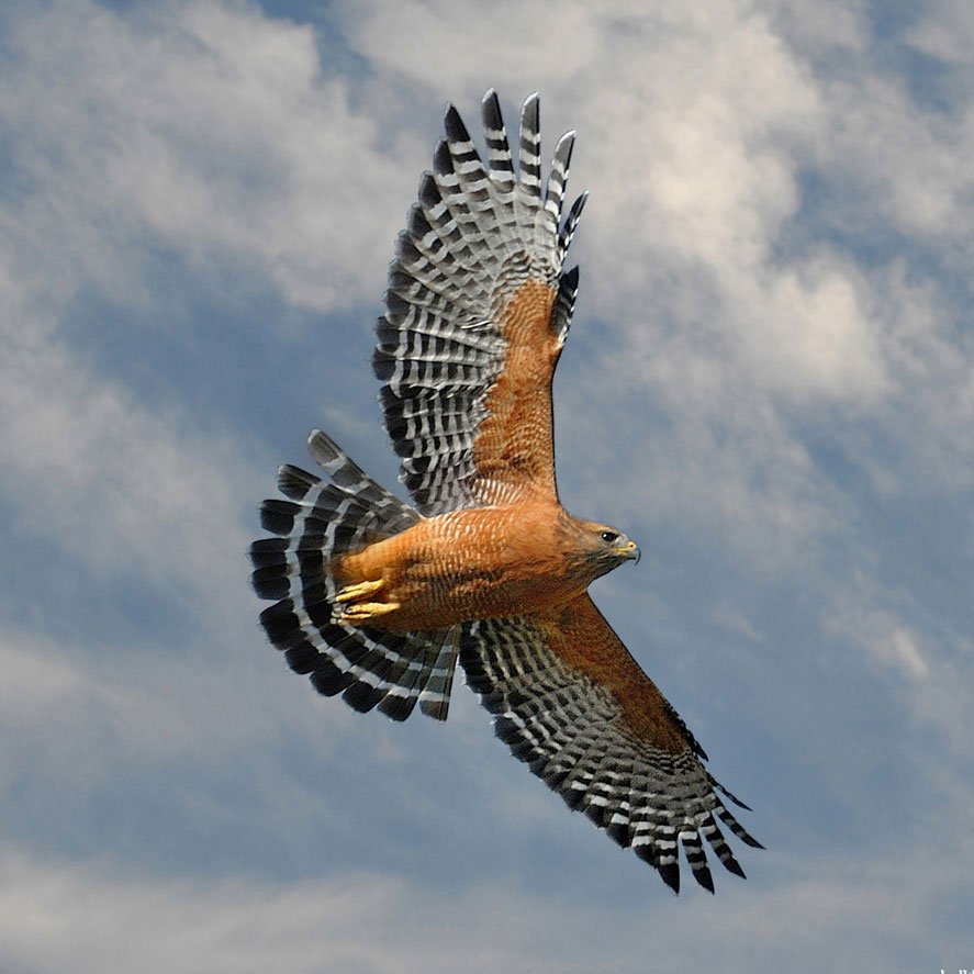 jessica-dune-red-shouldered-hawk-2.jpg