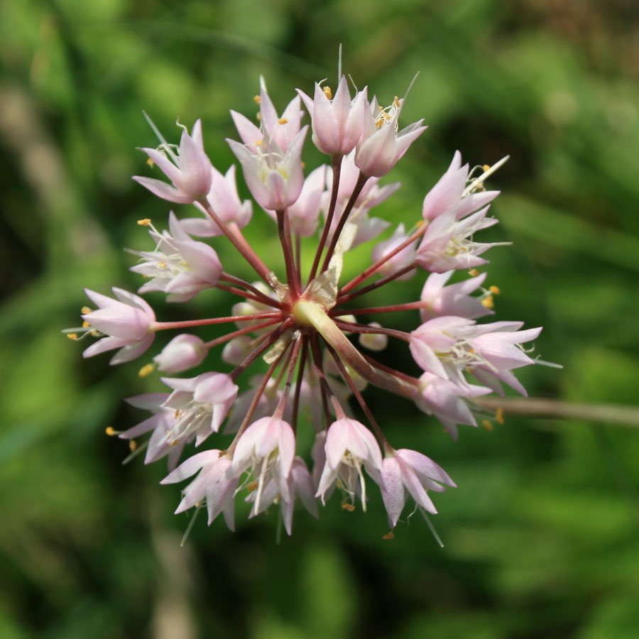 Allium cernuum.jpg