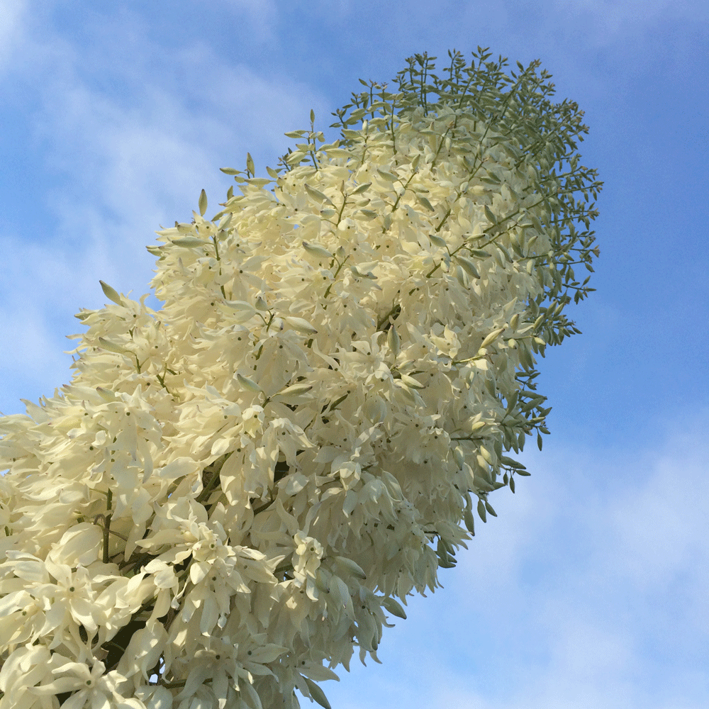 yucca-whipplei.png
