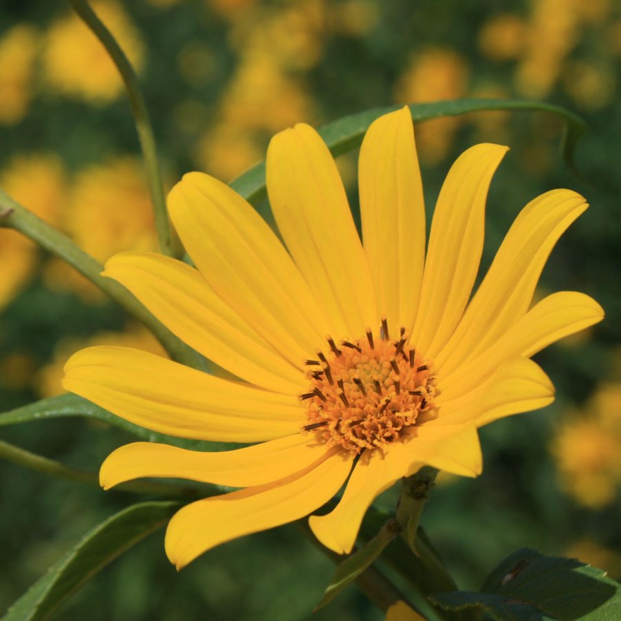Heliopsis.jpg