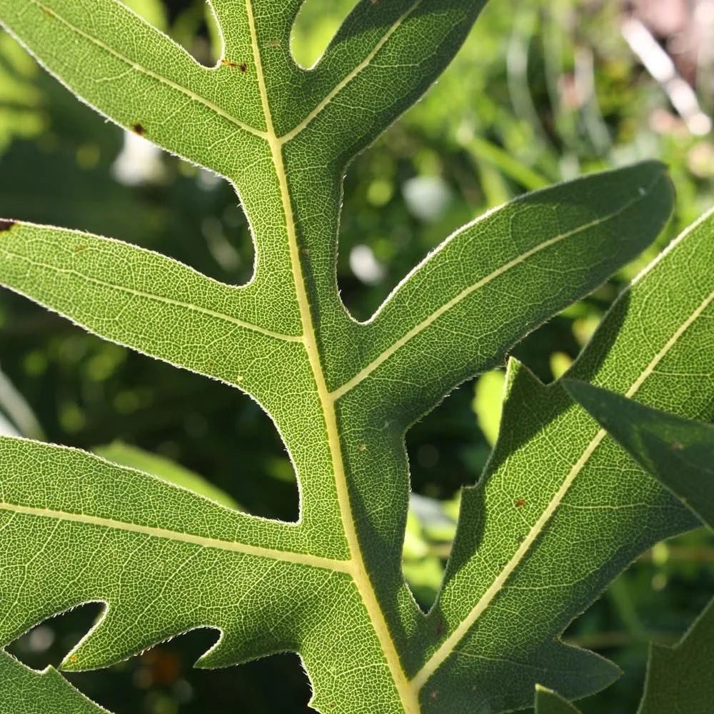 Silphium laciniatum.jpg
