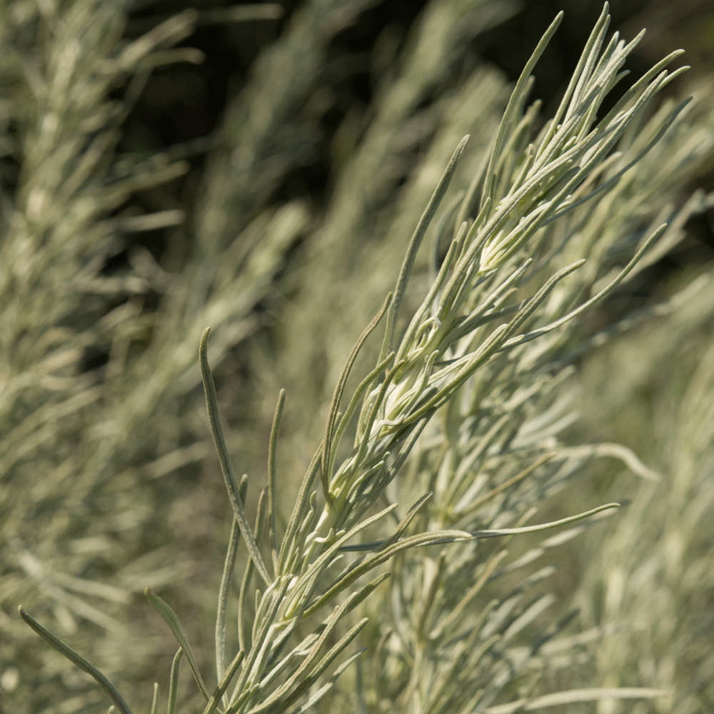 artemesia-californica-3.png