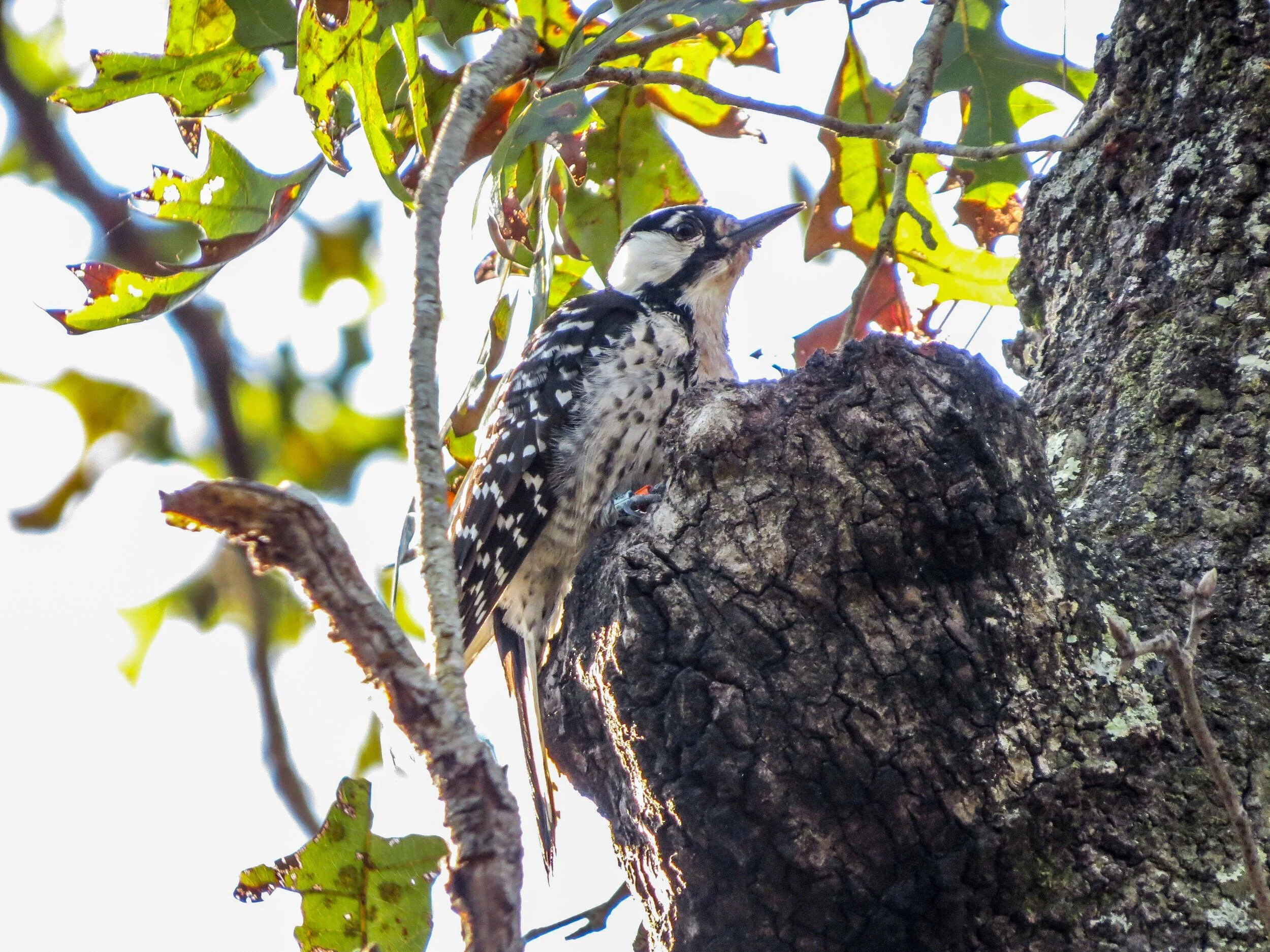 Red-cockaded Woodpeckers and Early Spring Migrants, Croom Tract, Withlacoochee State Forest