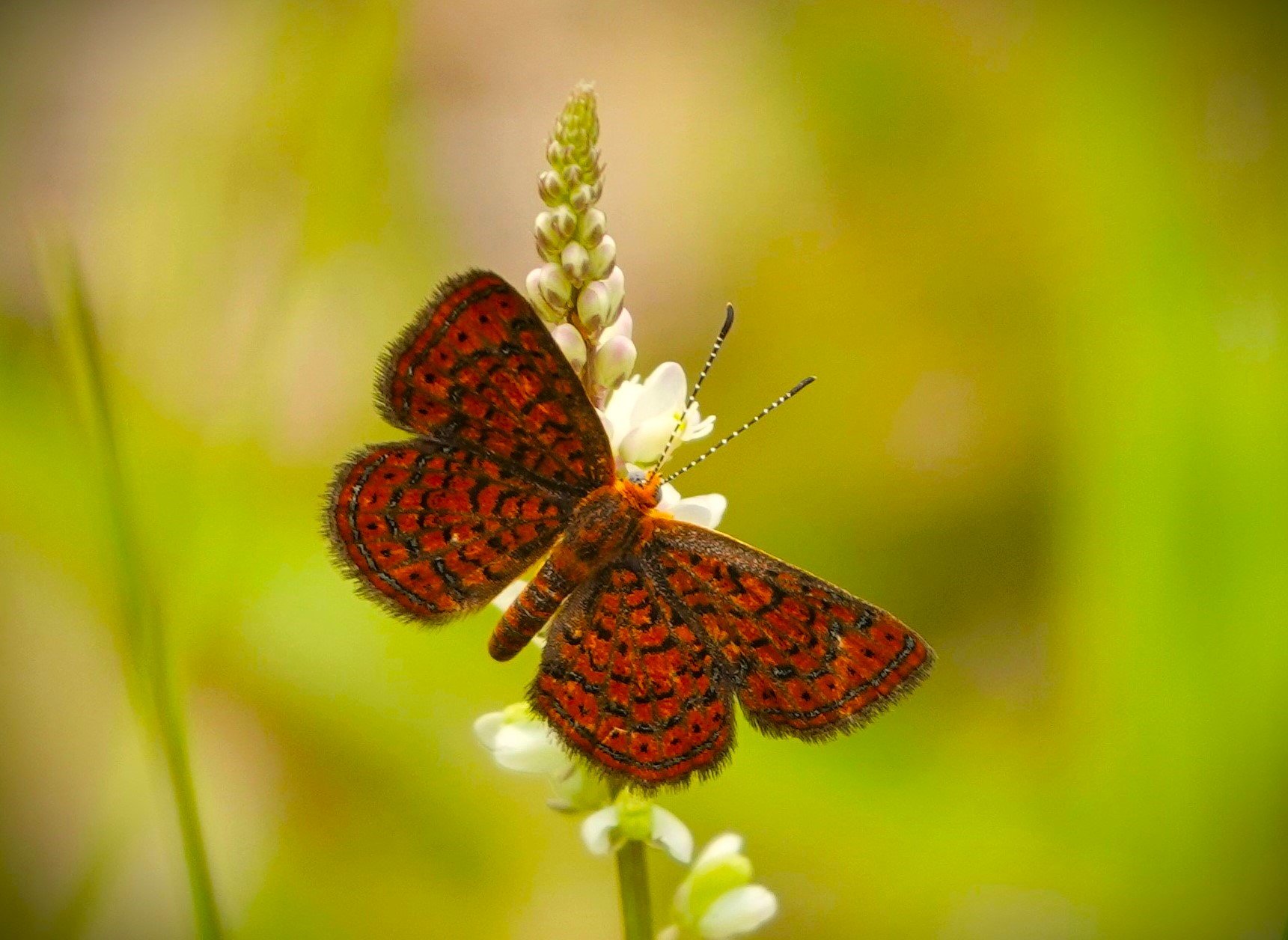 Swallowtails to Skippers: the Butterflies of Hernando County, with Speaker Don Fraser