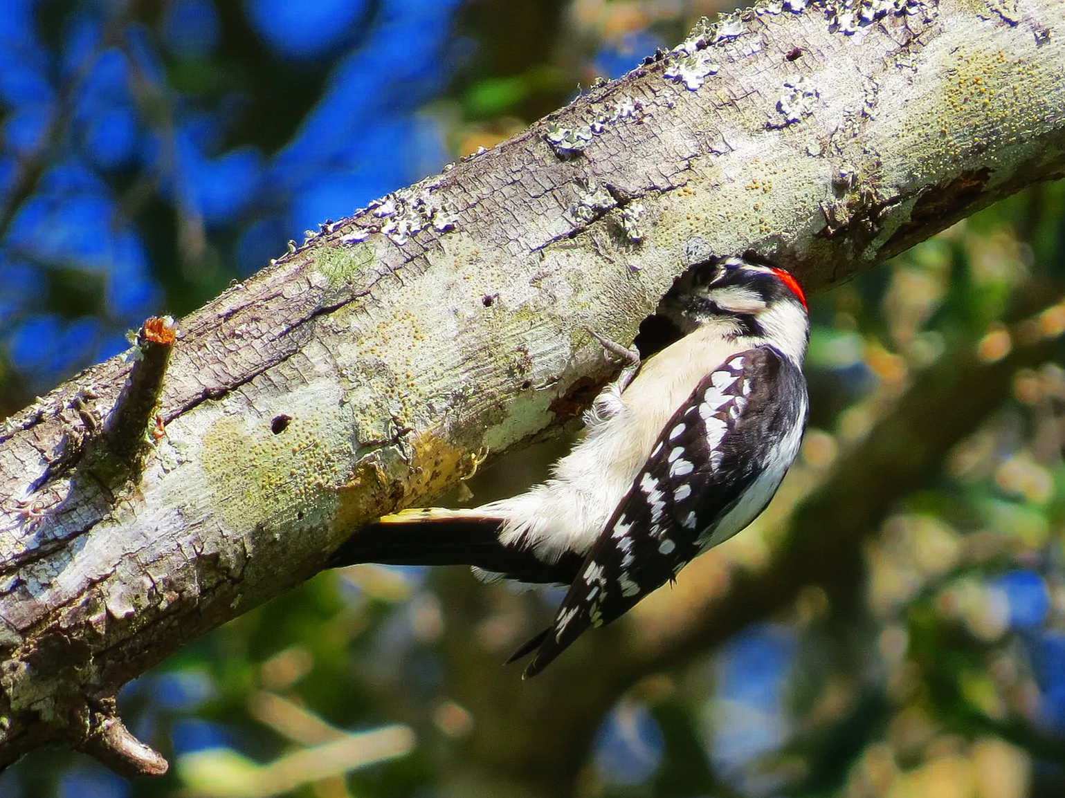 Weekiwachee Preserve