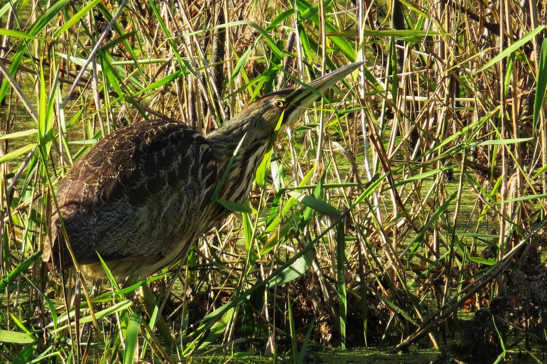 Sweetwater Wetlands Park