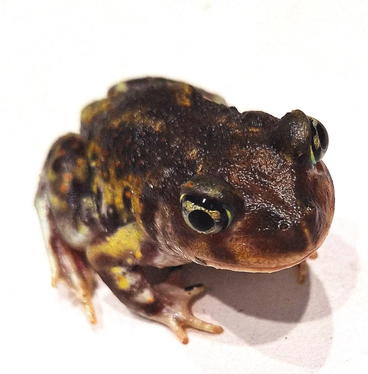 Frogs and Toads of the Southern Nature Coast and How You Can Help Conserve Them, with Speaker Colleen Muylaert