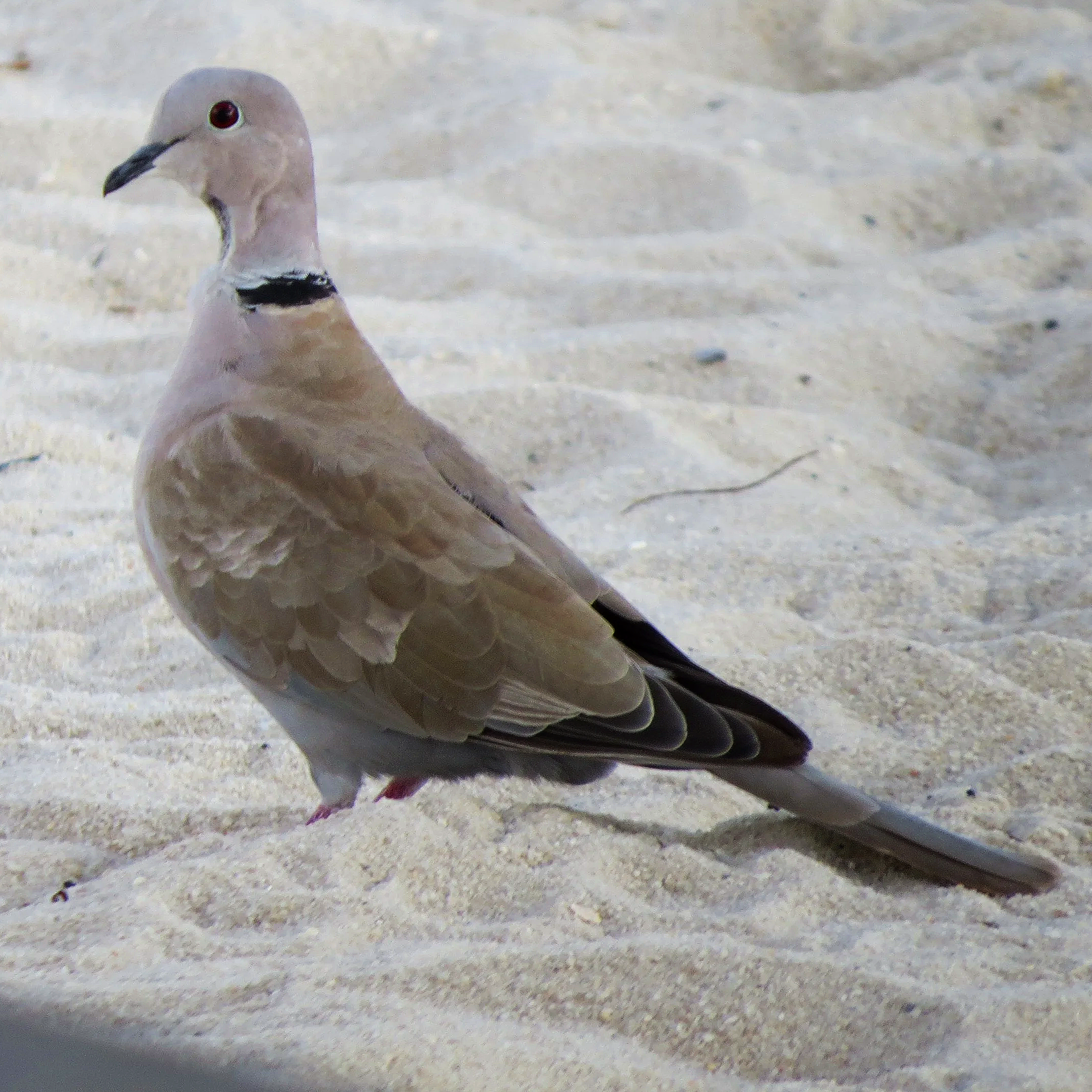 Hernando County Christmas Bird Counts Track Changes in Local Winter Bird Population, with Speaker Clay Black