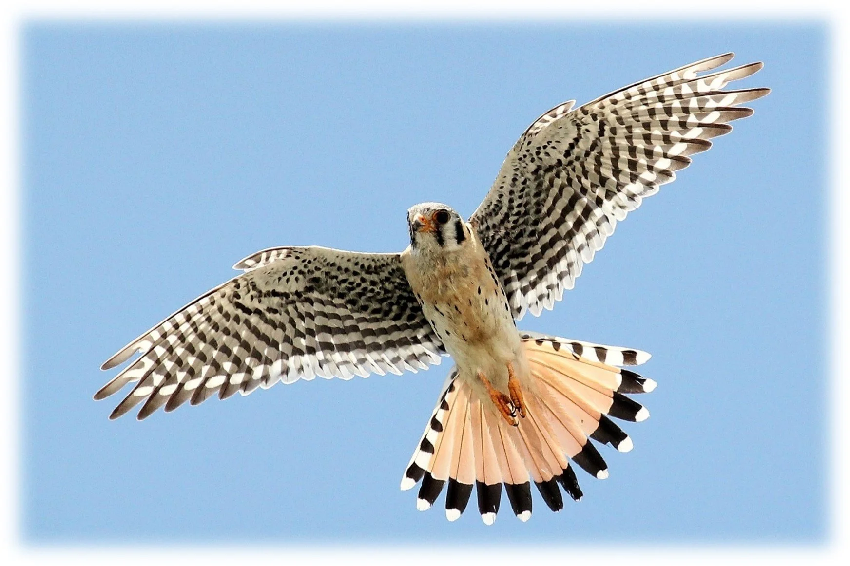What Have We Learned about Southeastern American Kestrels from 30 Years of Research and Conservation? with Speaker Dr. Karl Miller
