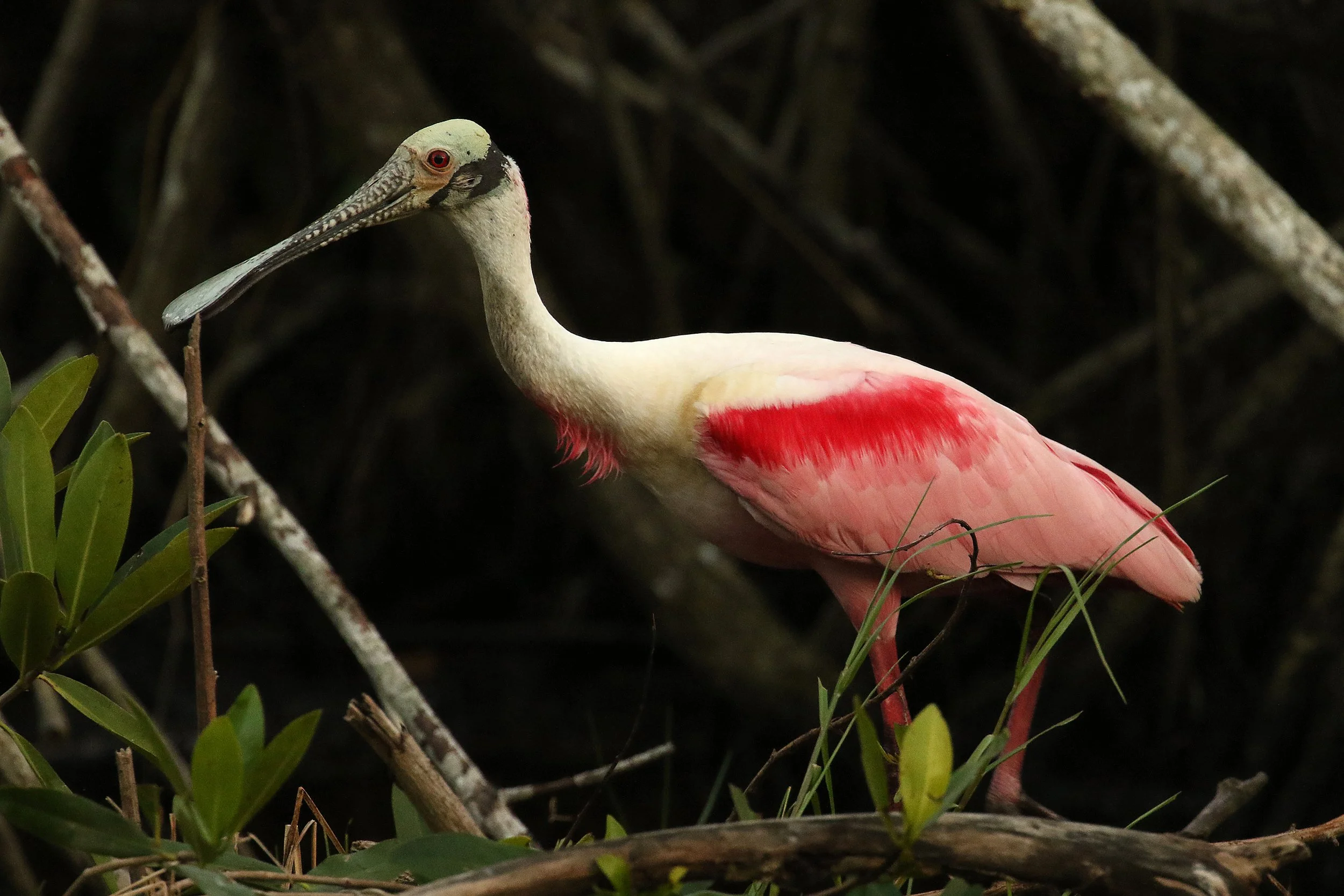 What Birds Tell Us About Everglades Restoration, with Speaker Caitlin Newcamp -Zoom Meeting