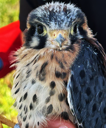Linking Science, Citizen Conservation, and Land Management to Recover the Southeastern American Kestrel in Florida, with Speaker Dr. Kenneth Meyer