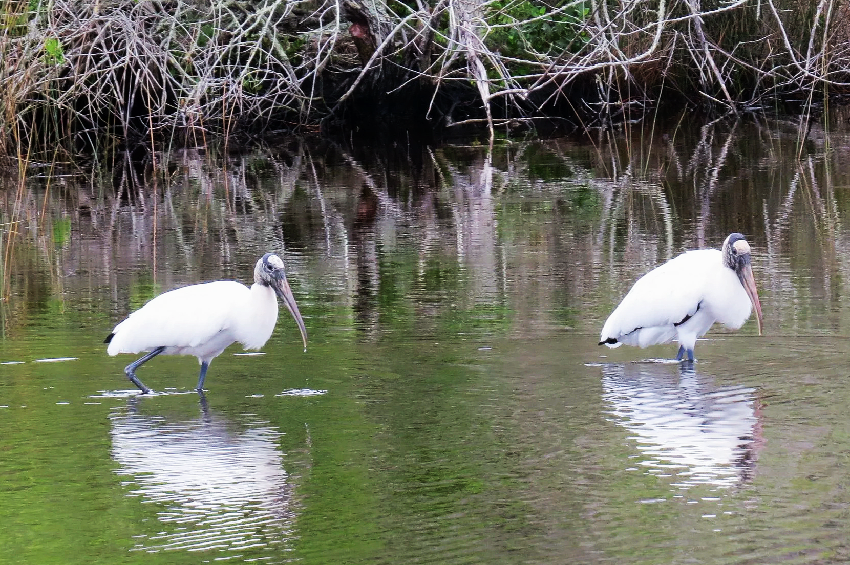 Jenkins Creek Park and Linda Pedersen Park at Jenkins Creek