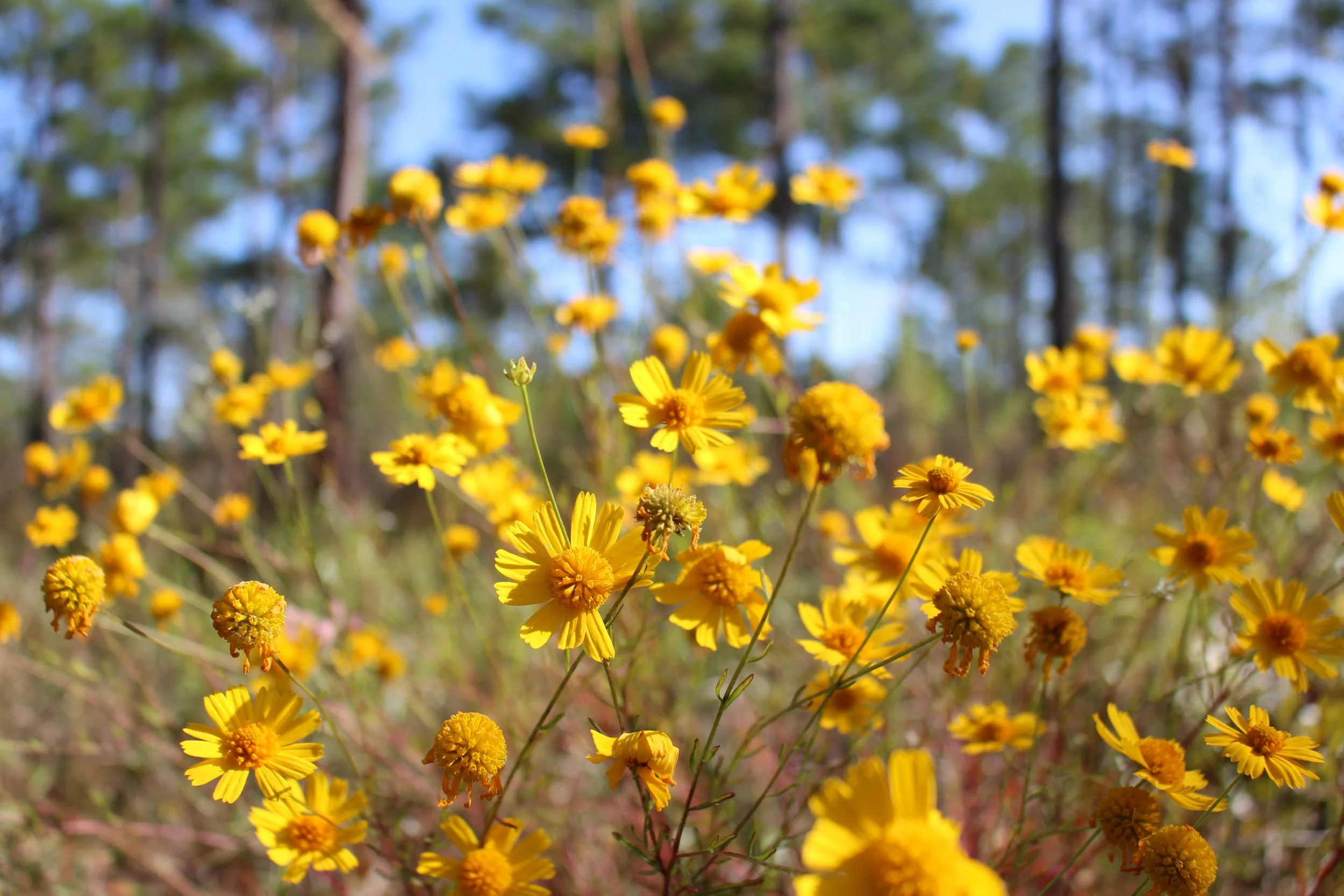 Celebrate National Public Lands Month in Hernando County