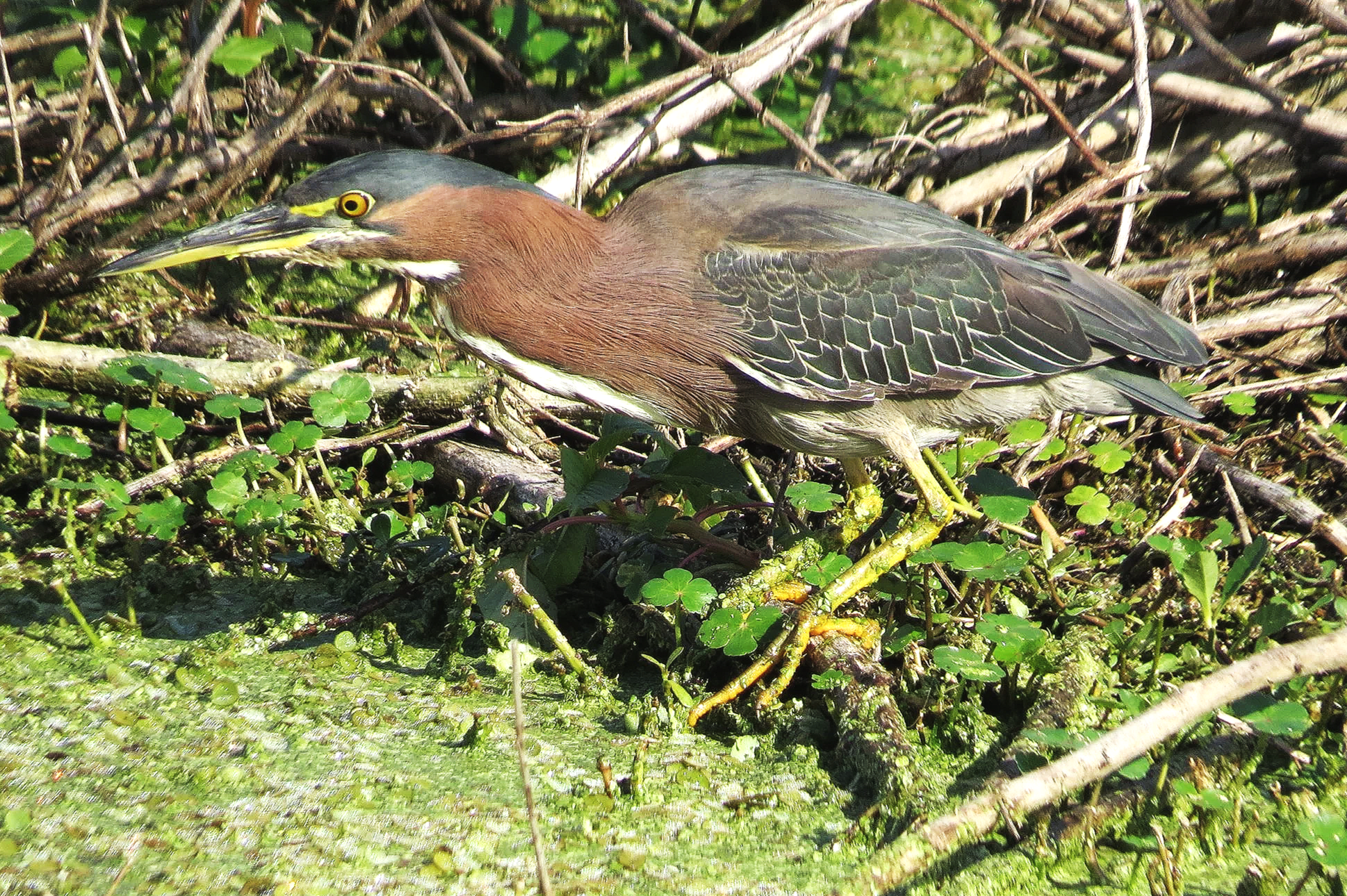 Orlando Wetlands