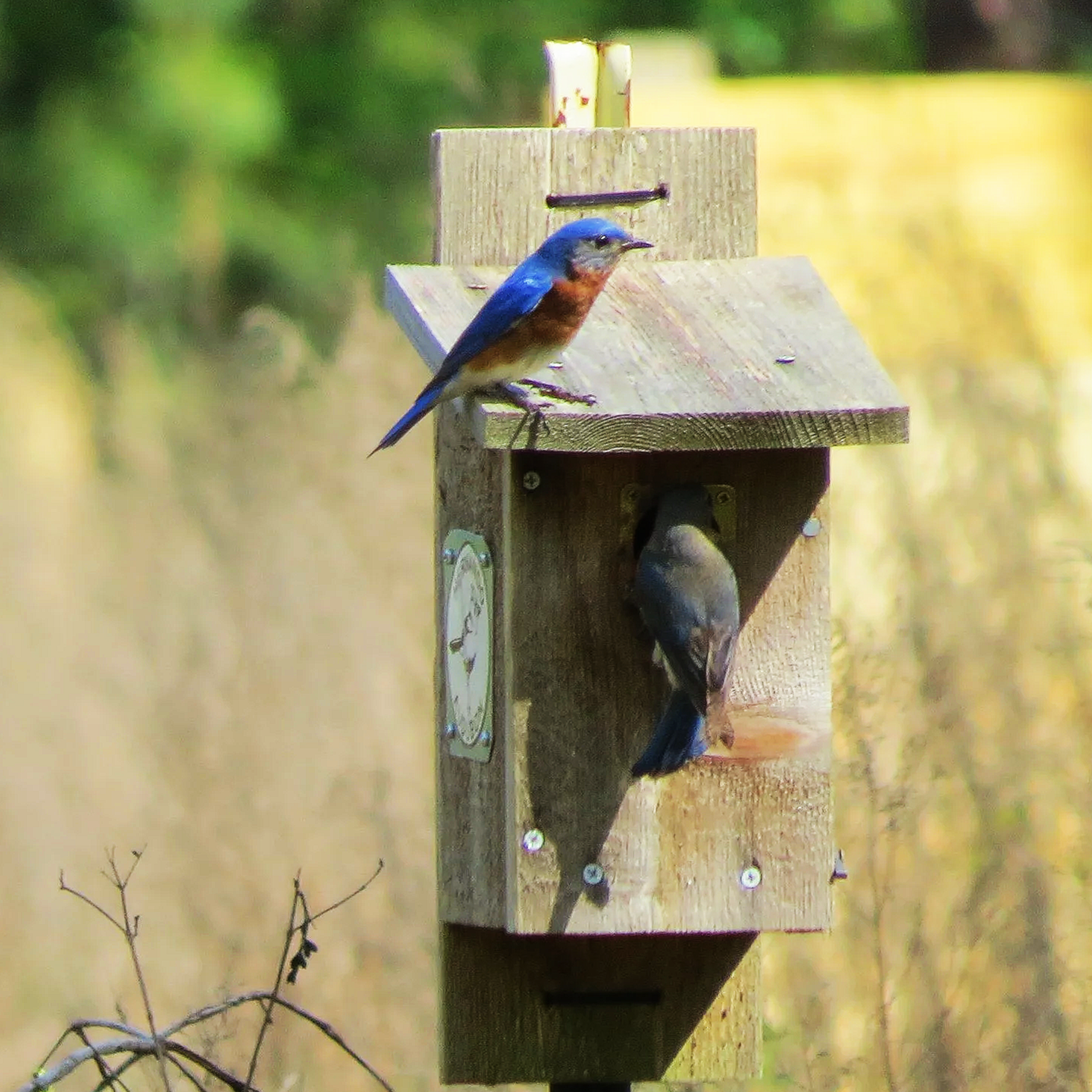 Peck Sink Preserve