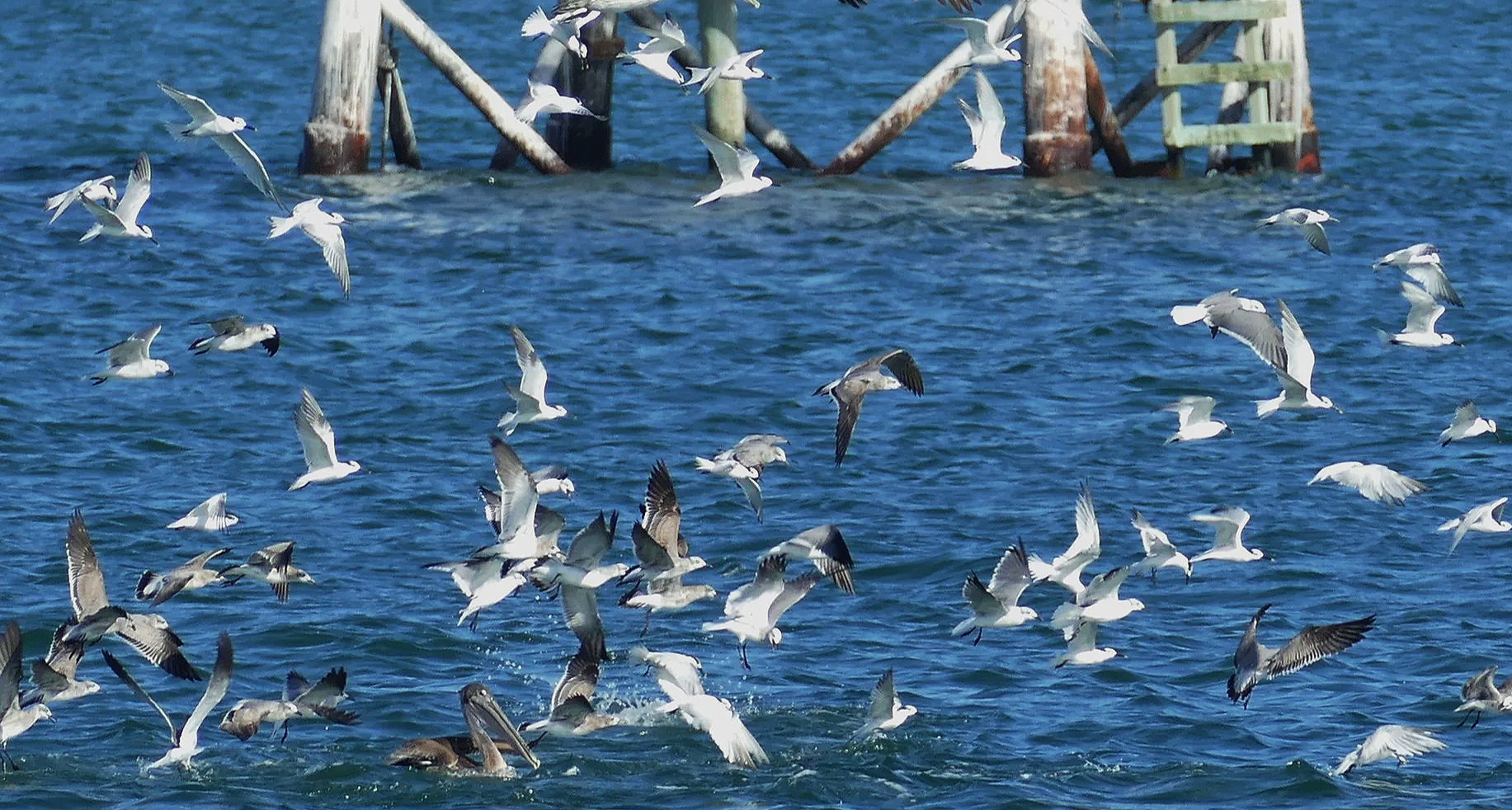 Bird Migration Along Florida’s West Central Coast, with Speaker Ron Smith