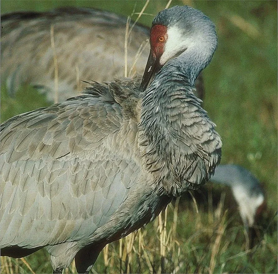 Secrets of the Sandhills: Life History of the Florida Sandhill Crane, with Steve Nesbitt