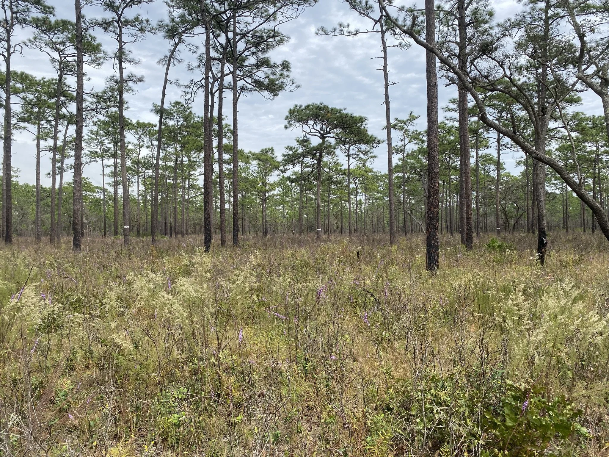 An Avian Overview of the Withlacoochee State Forest, with Speaker Jon Hoch