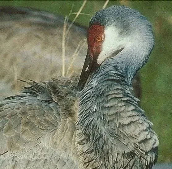 Secrets of the Sandhills: Life History of the Florida Sandhill Crane, with Steve Nesbitt