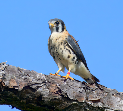 An American Kenstrel sits on a tree branch with a blue sky
