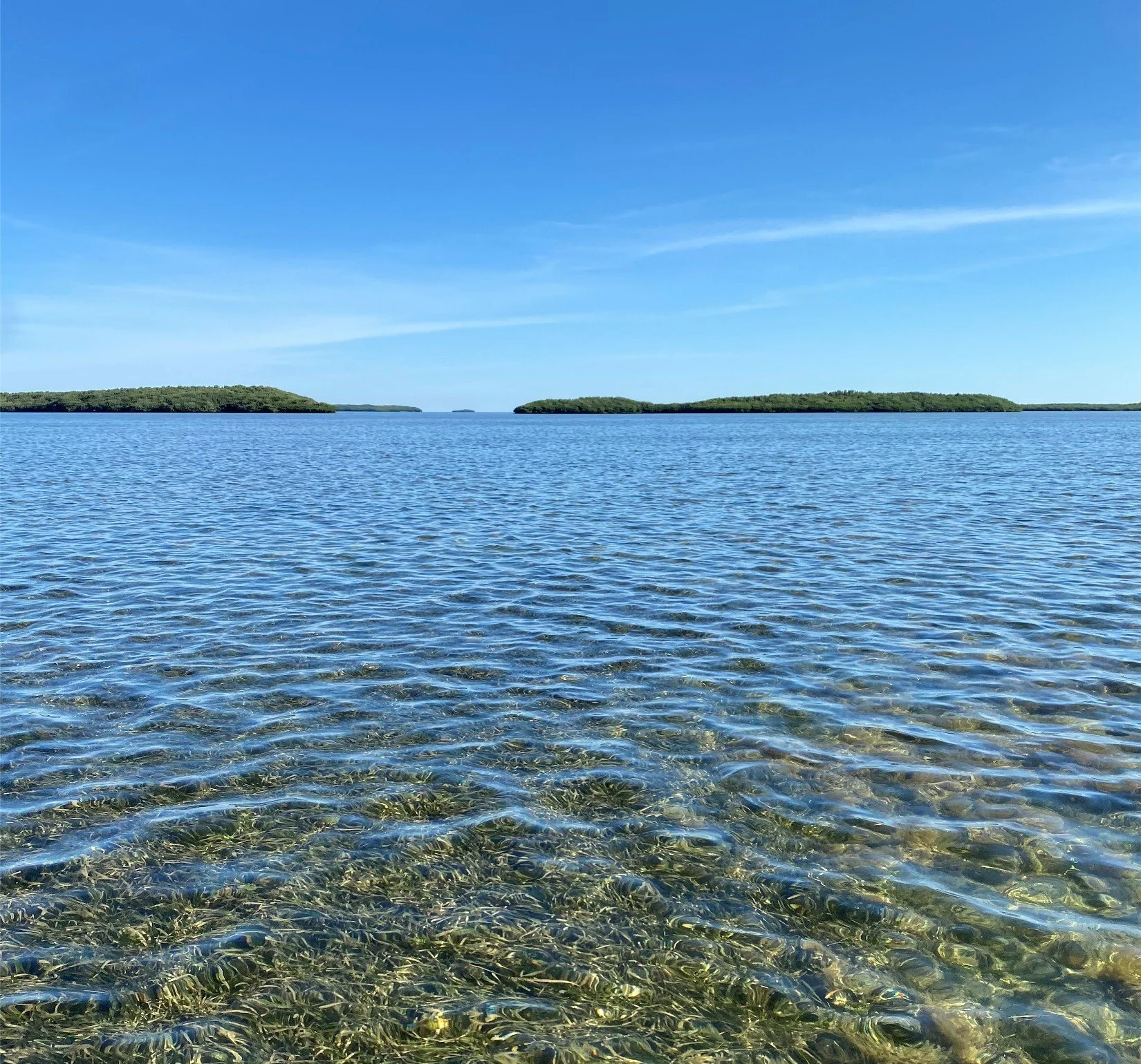 Seagrass, Water Quality, and the Nature Coast Aquatic Preserve with