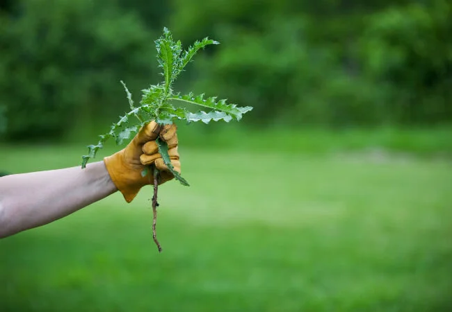Pulling_Weeds.jpg